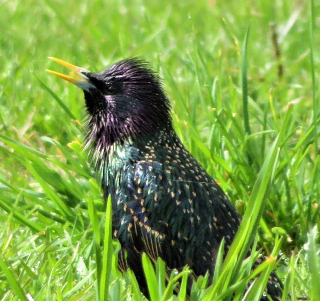 European Starling