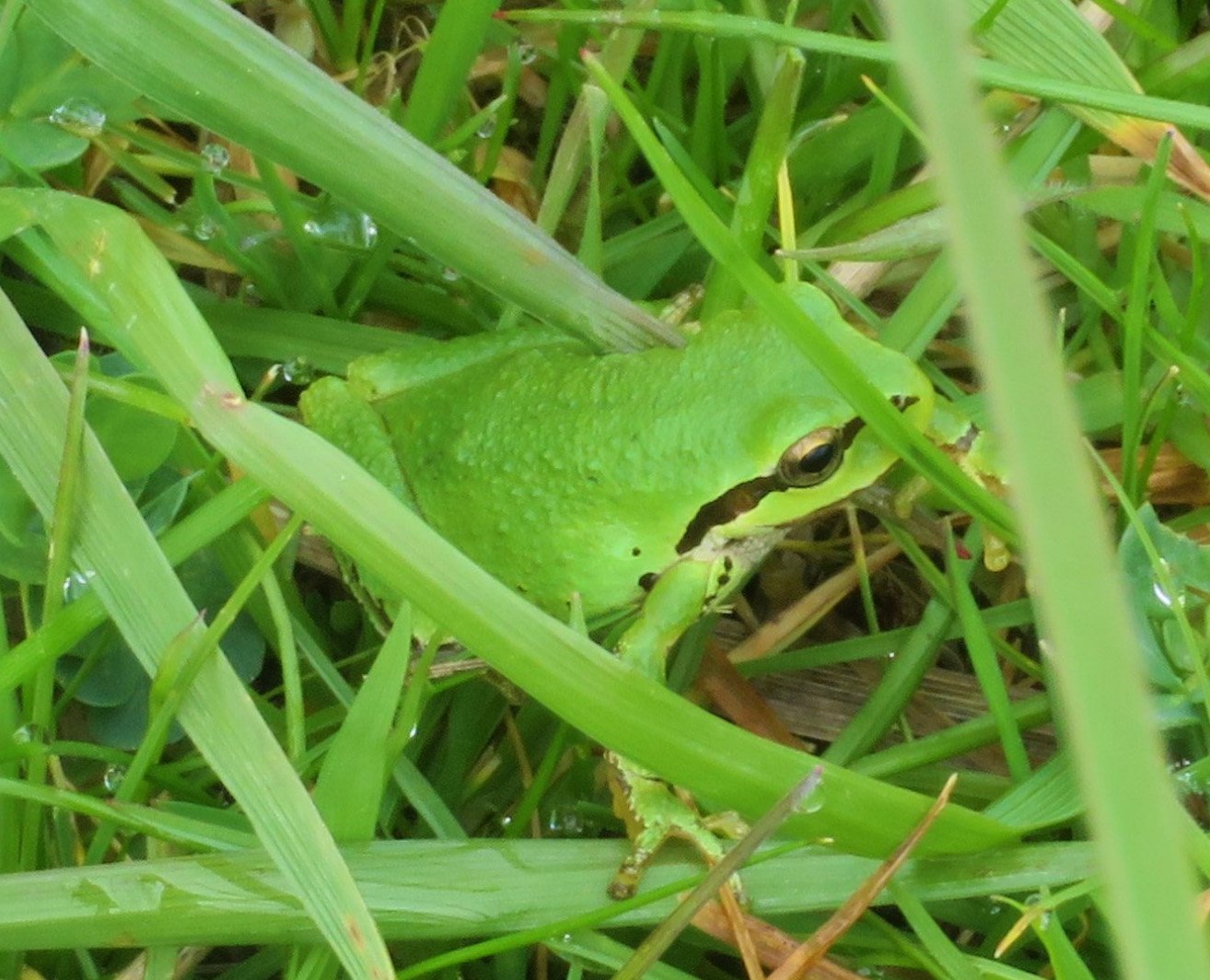 Tree Frog