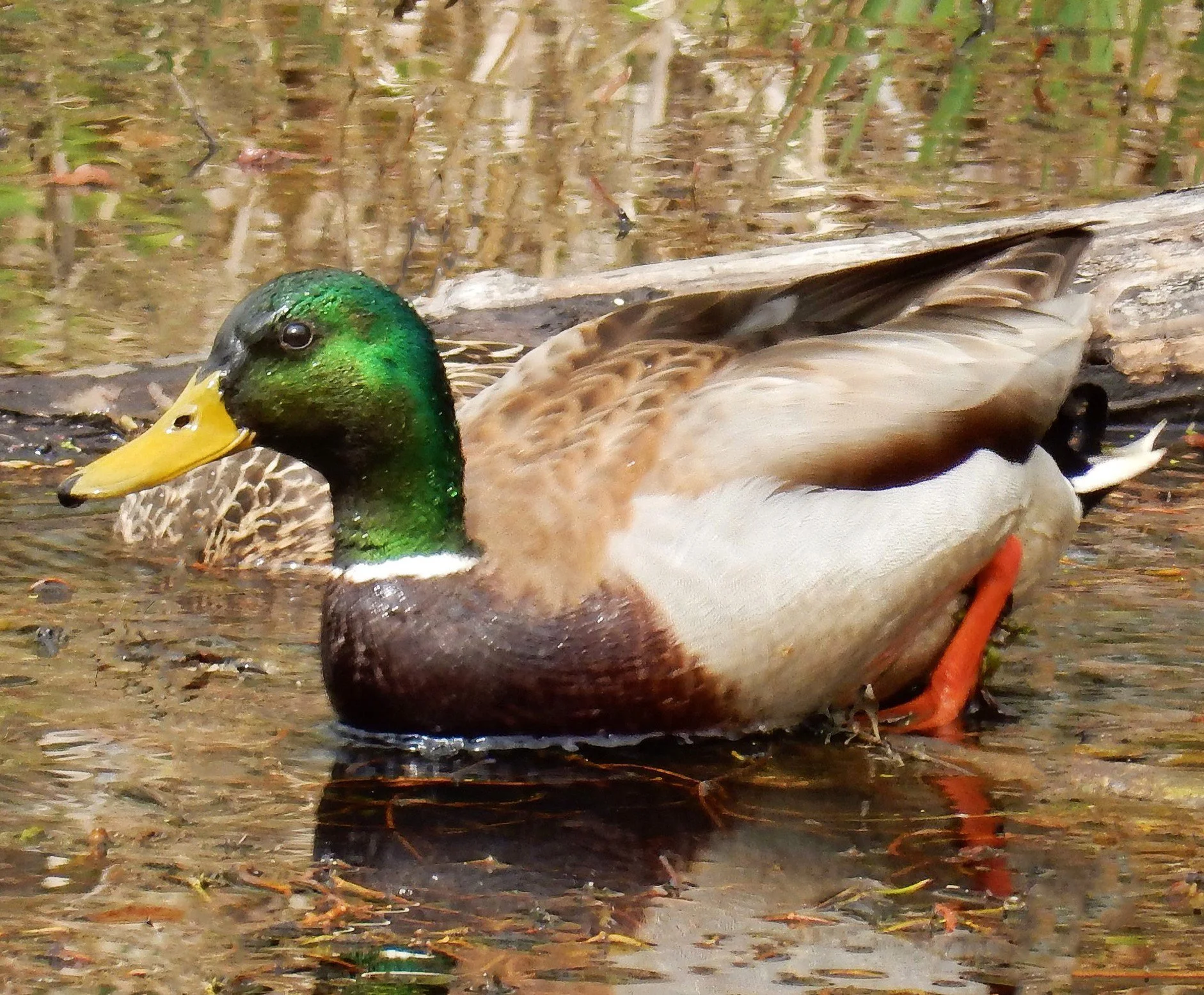 Mallard Duck