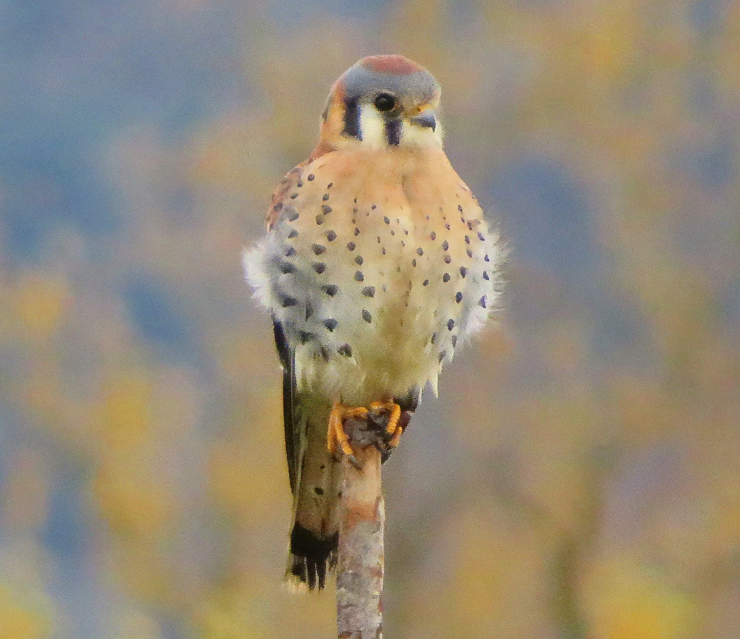 Kestrel