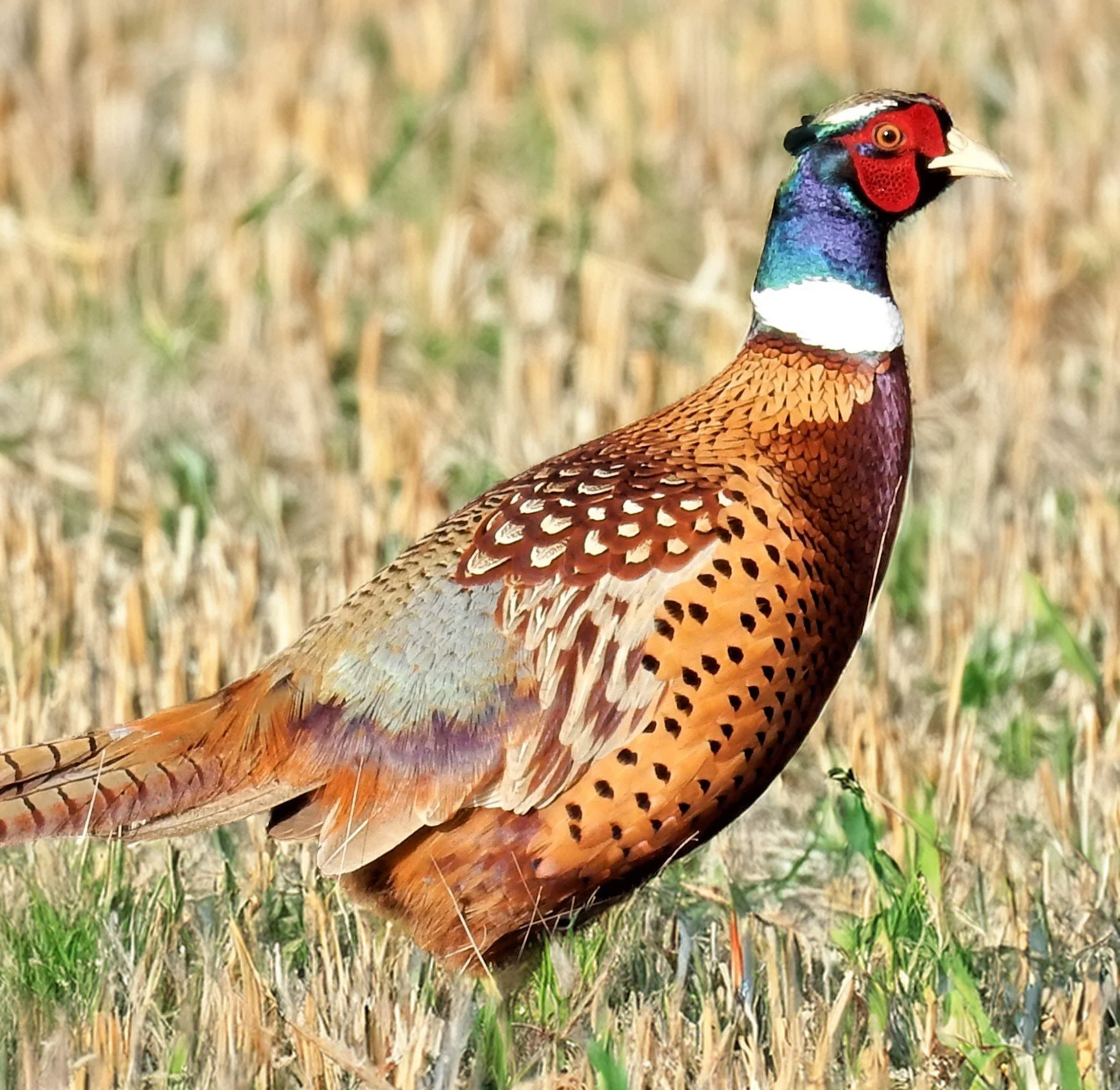 Pheasant