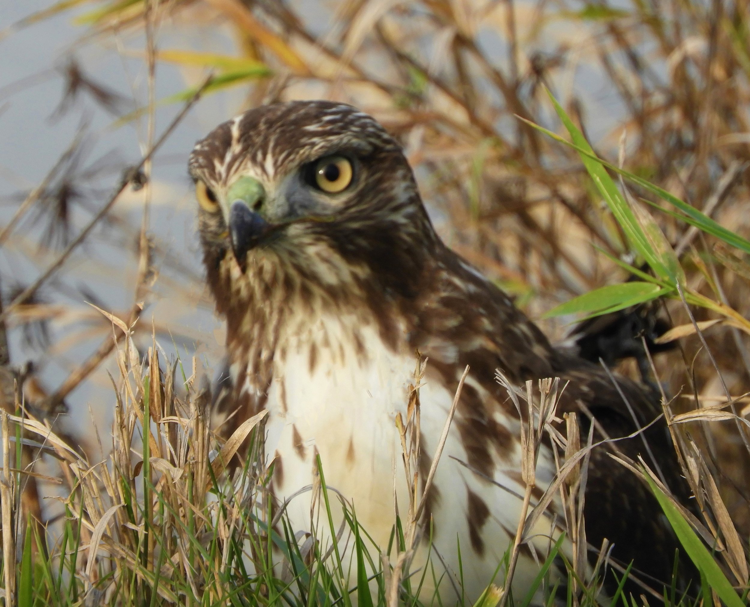 Hawk