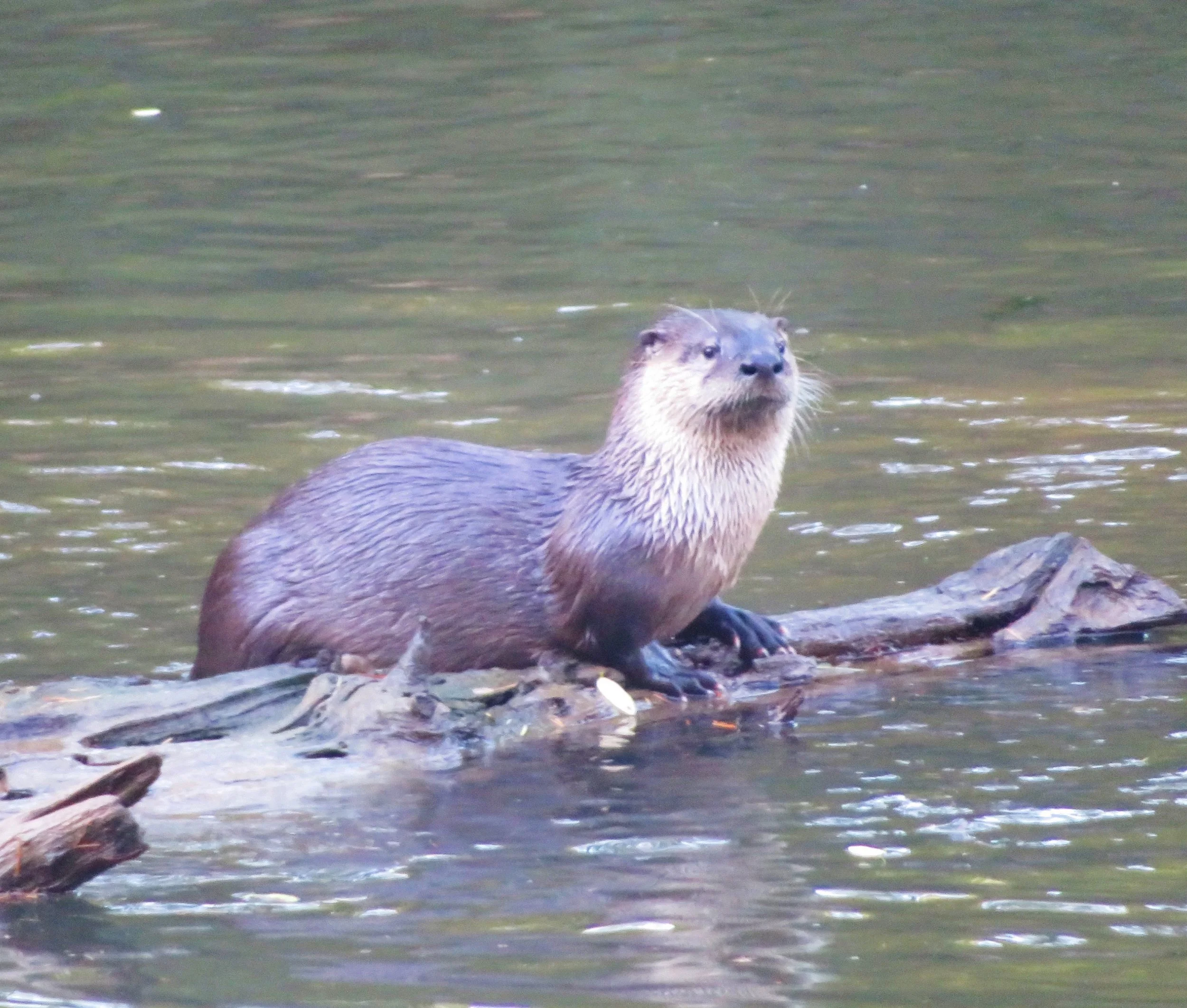 Otter