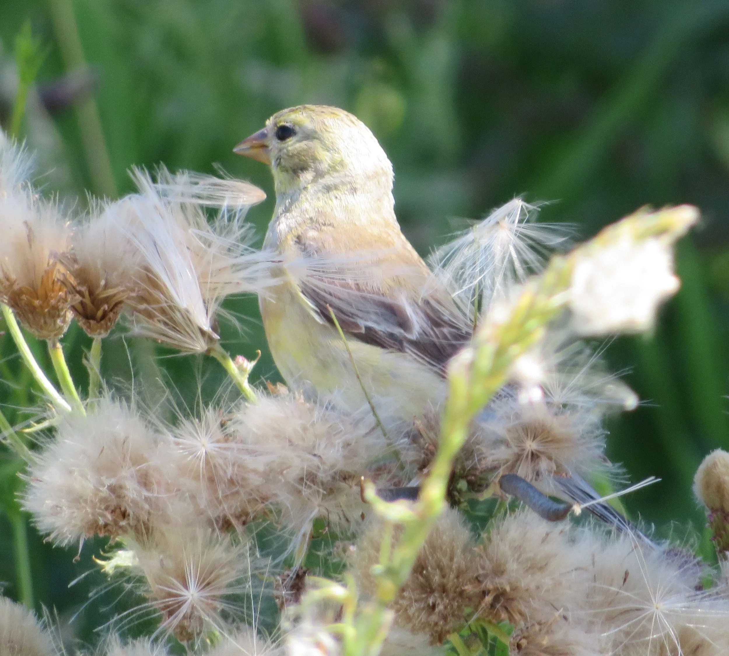 Goldfinch