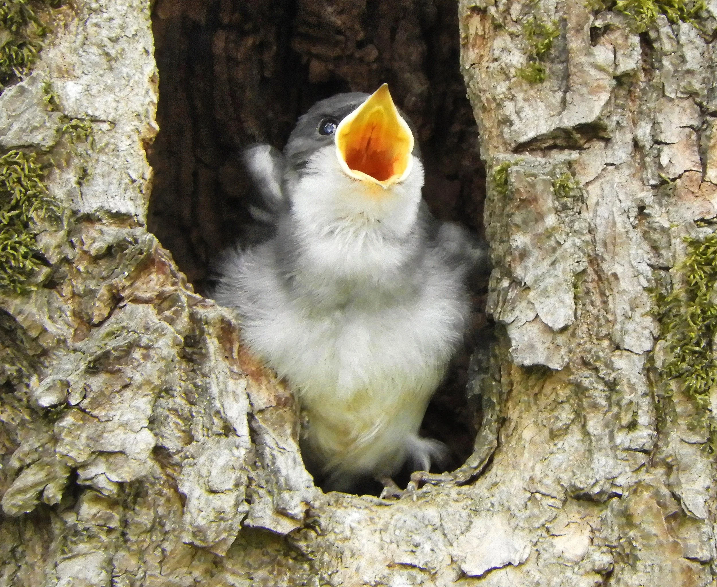 Tree Swallow