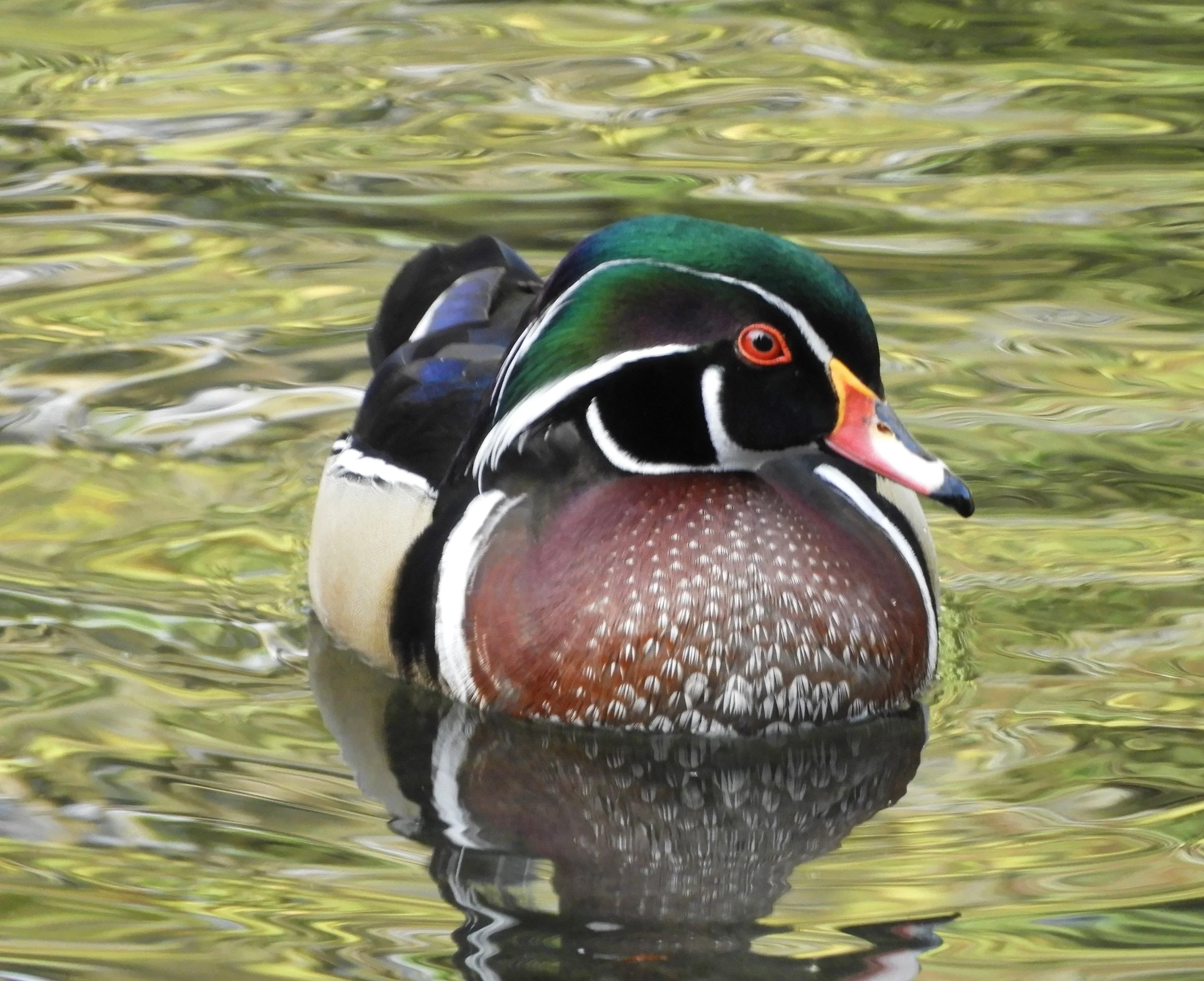 Wood Duck