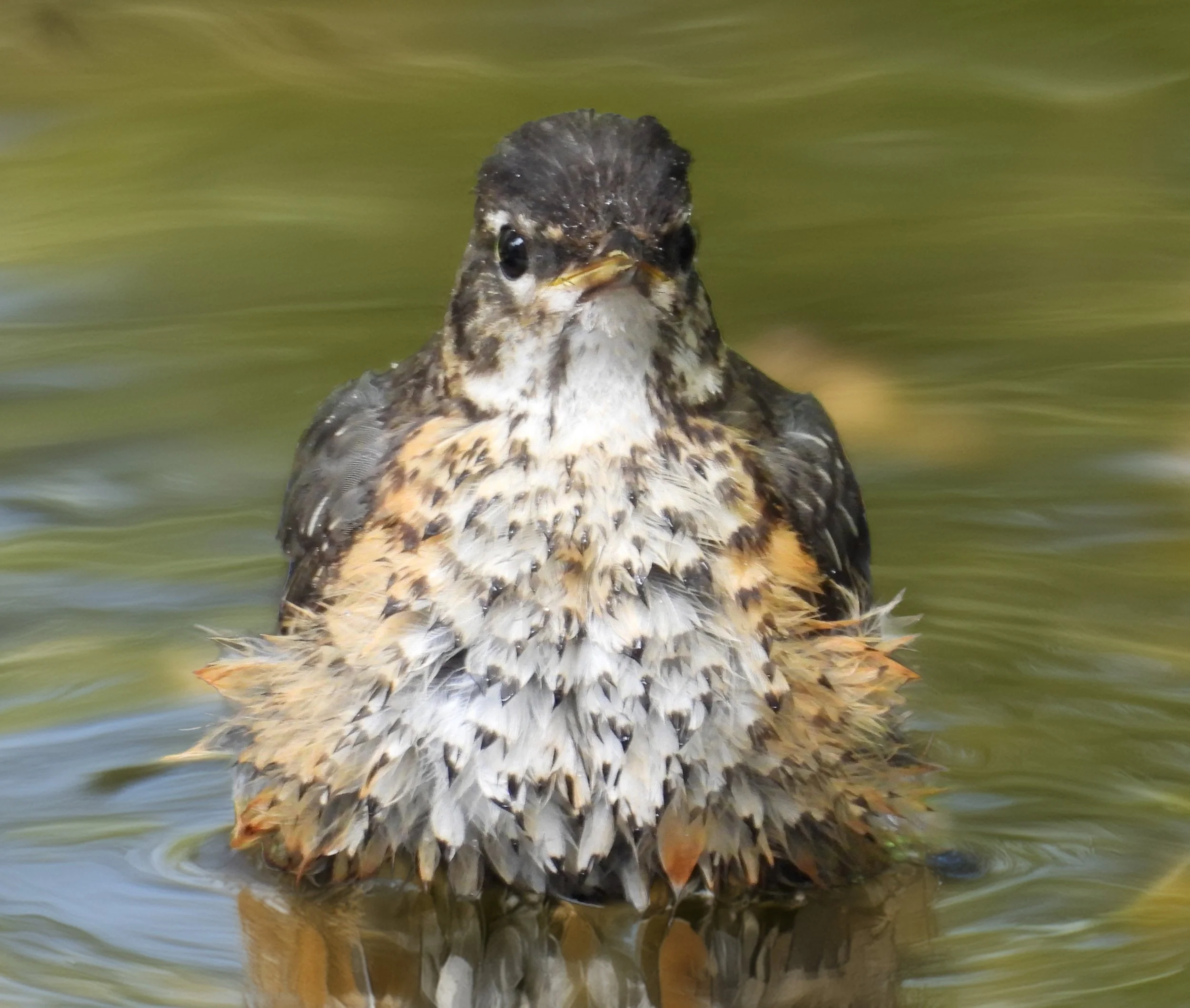 Robin