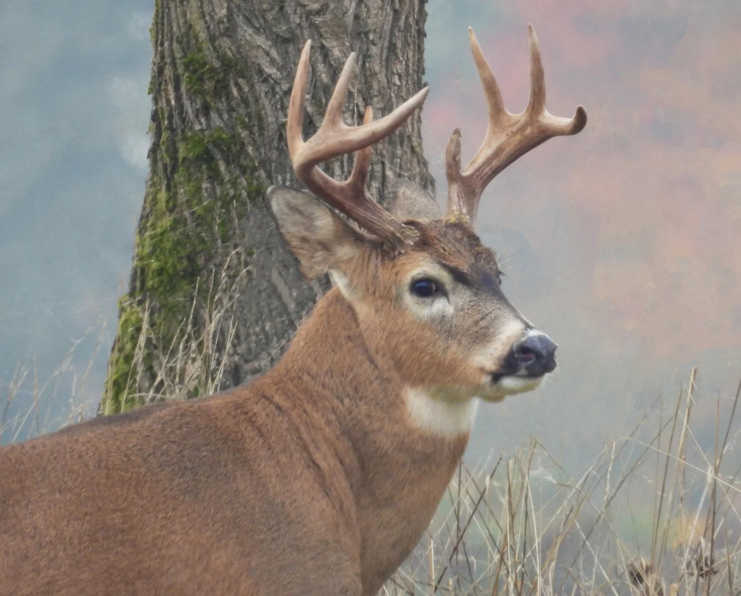 Buck — Wander Nature