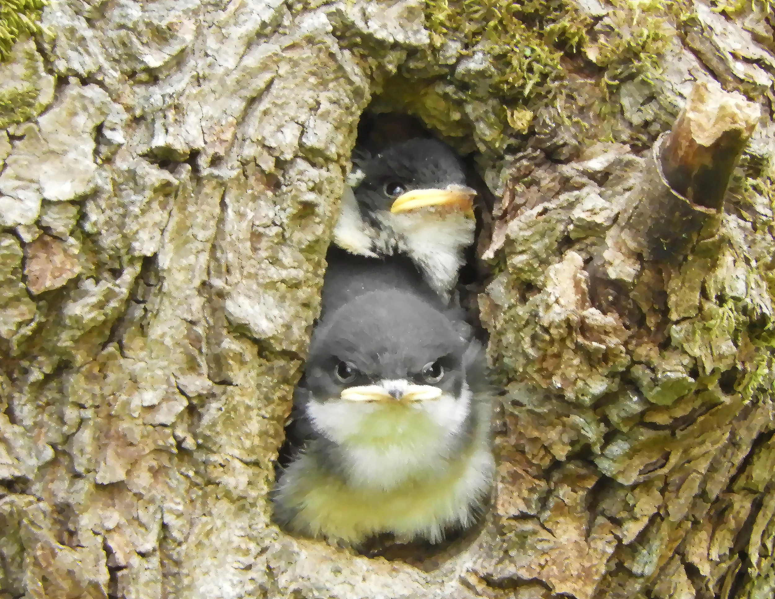 Tree Swallows