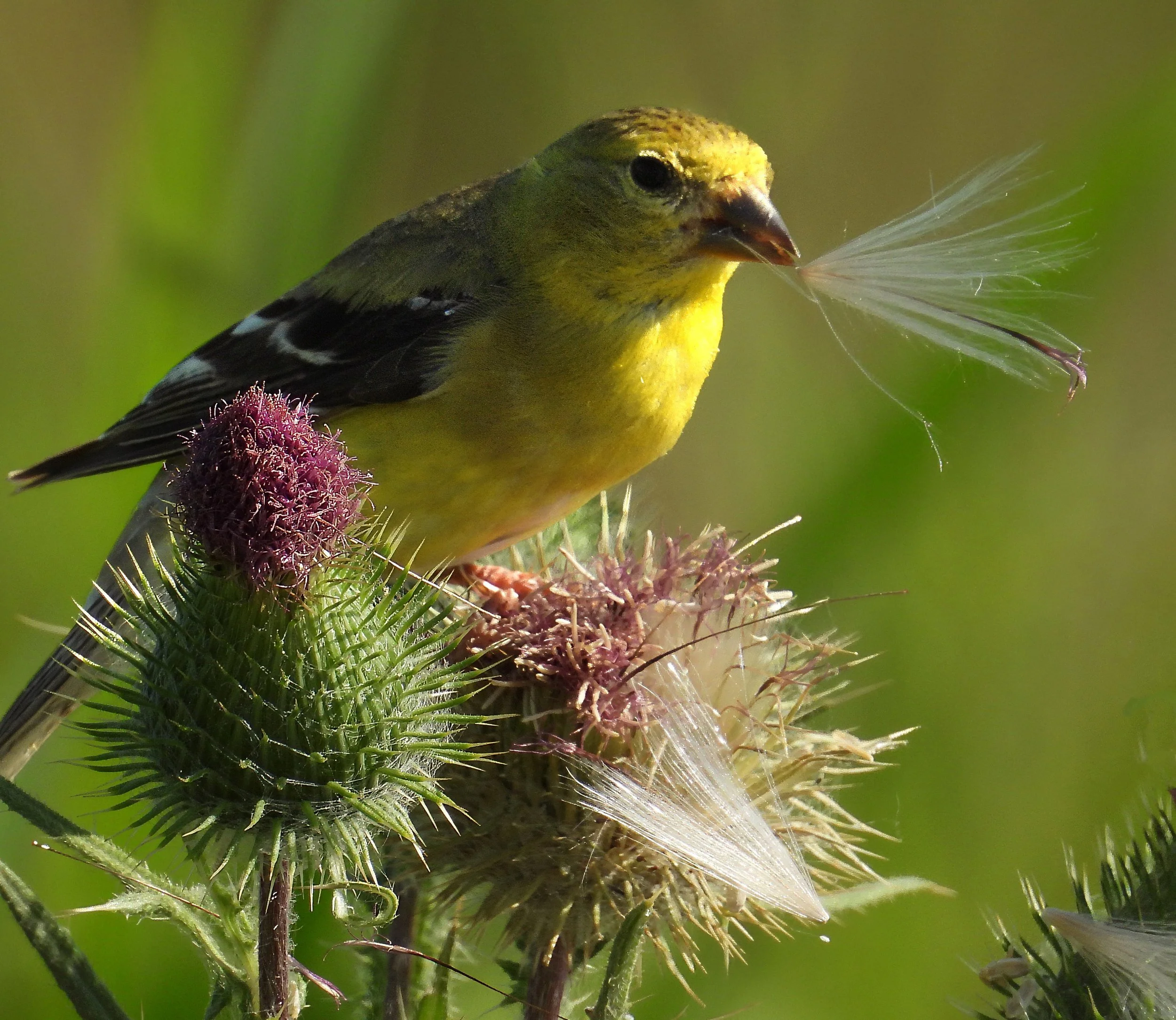 American Goldfinch