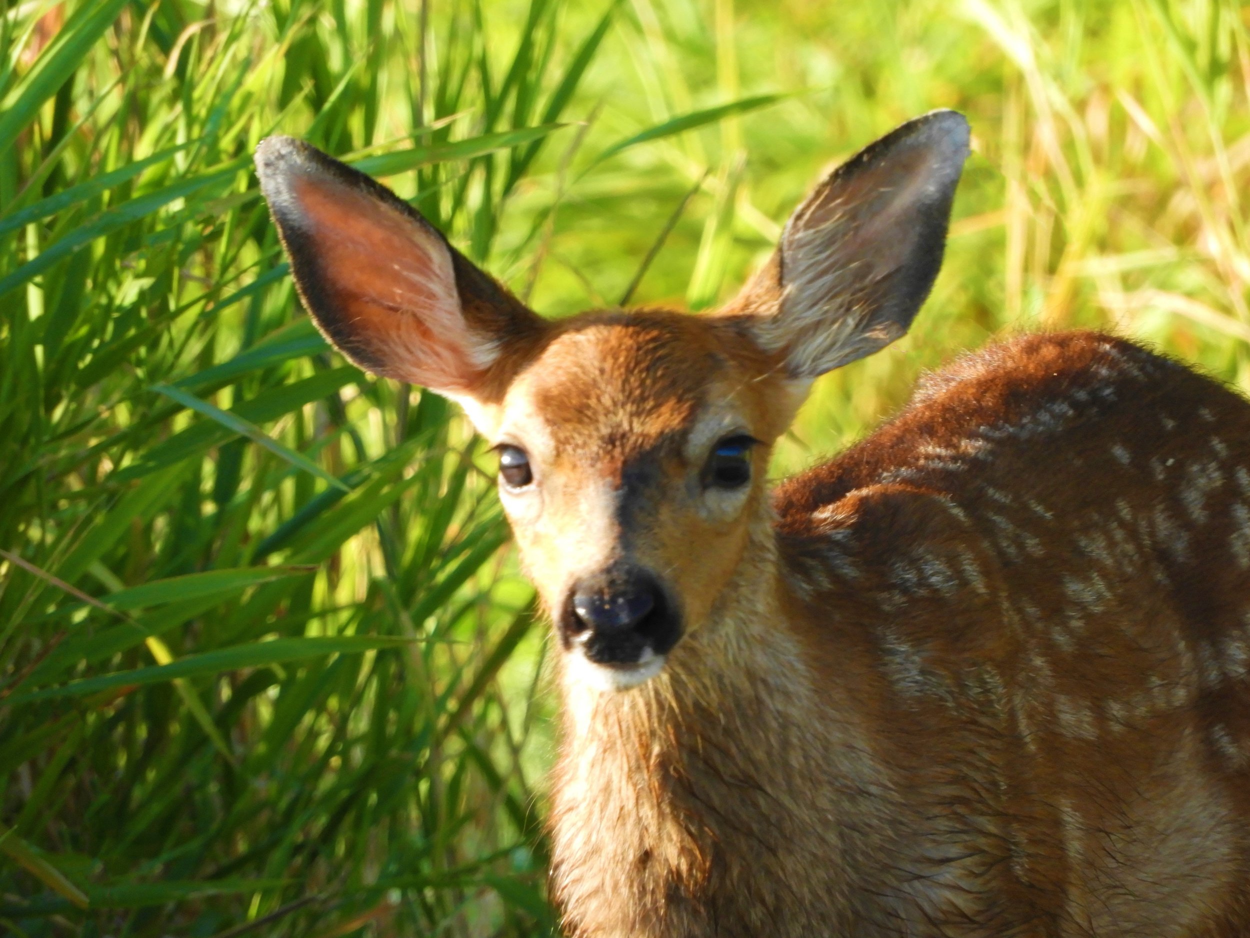Fawn