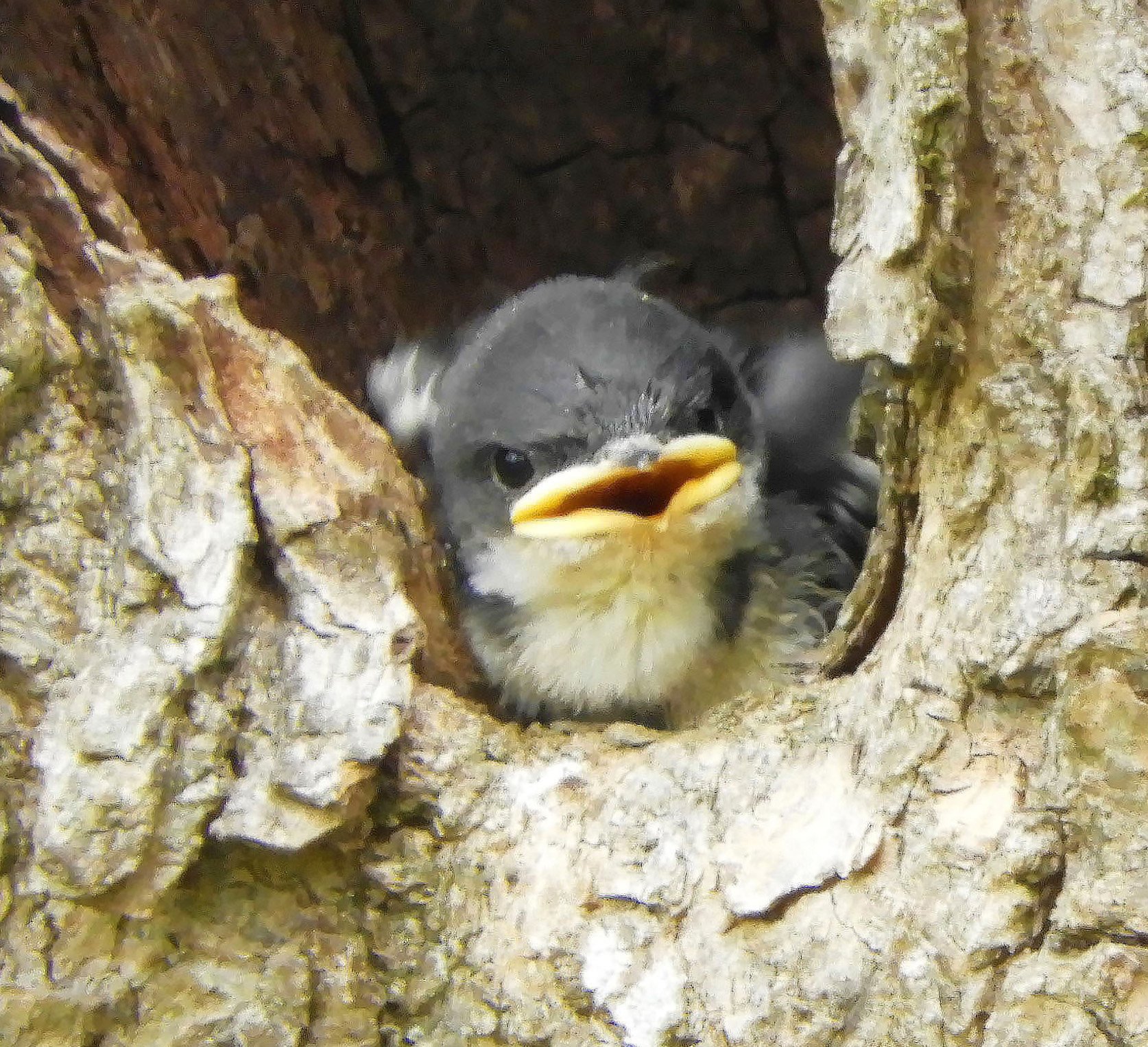 Tree Swallow