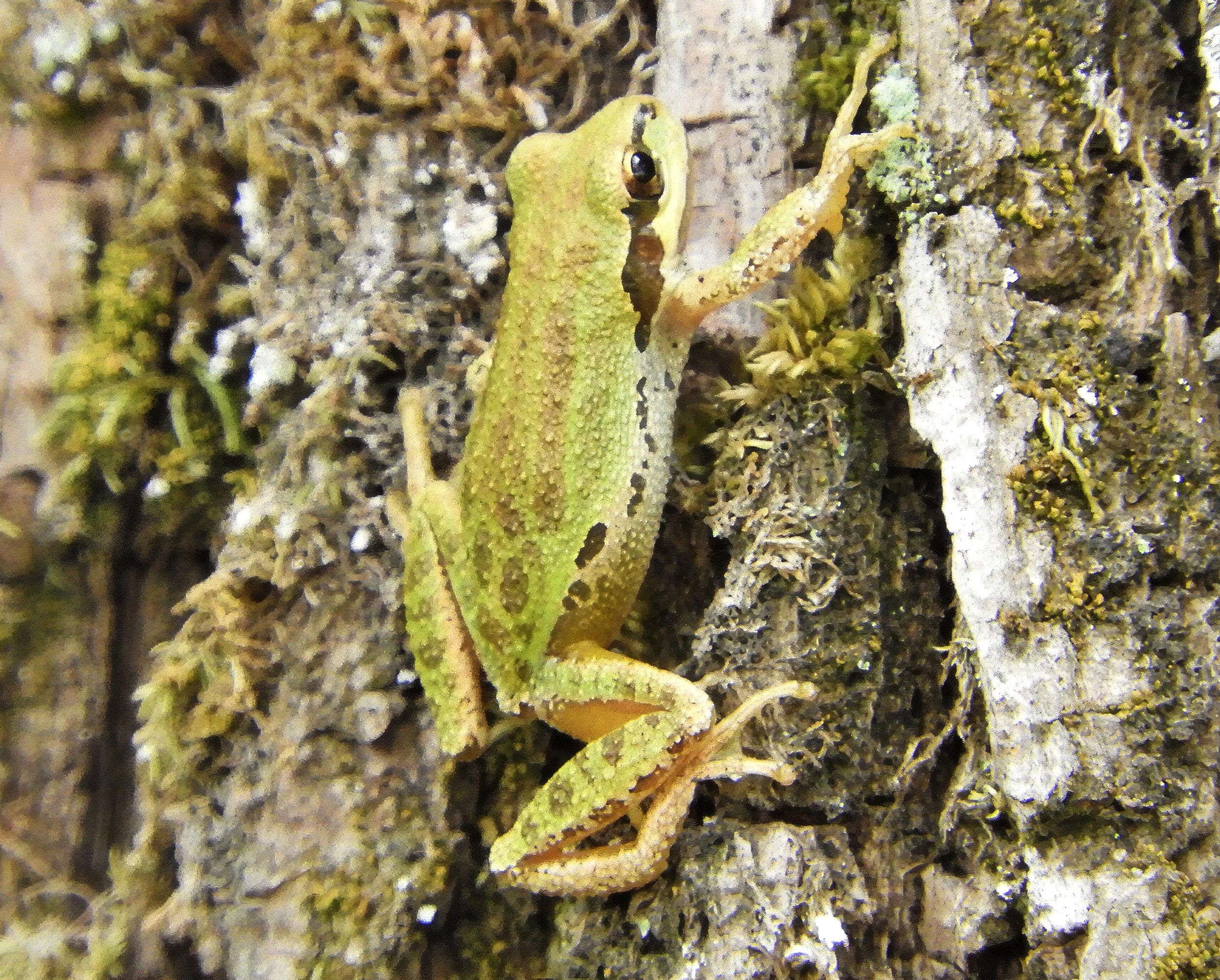 Tree Frog