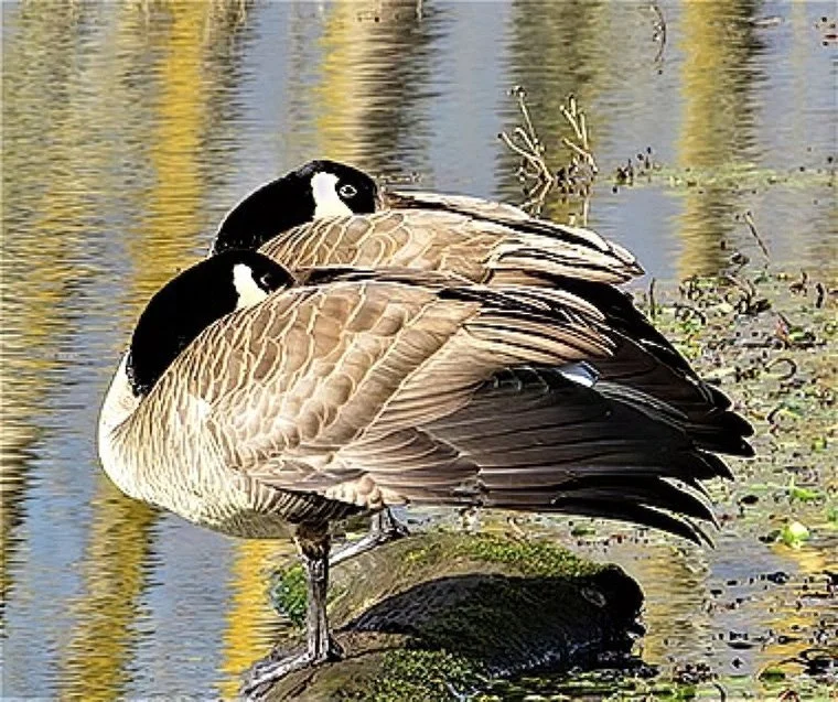 Geese