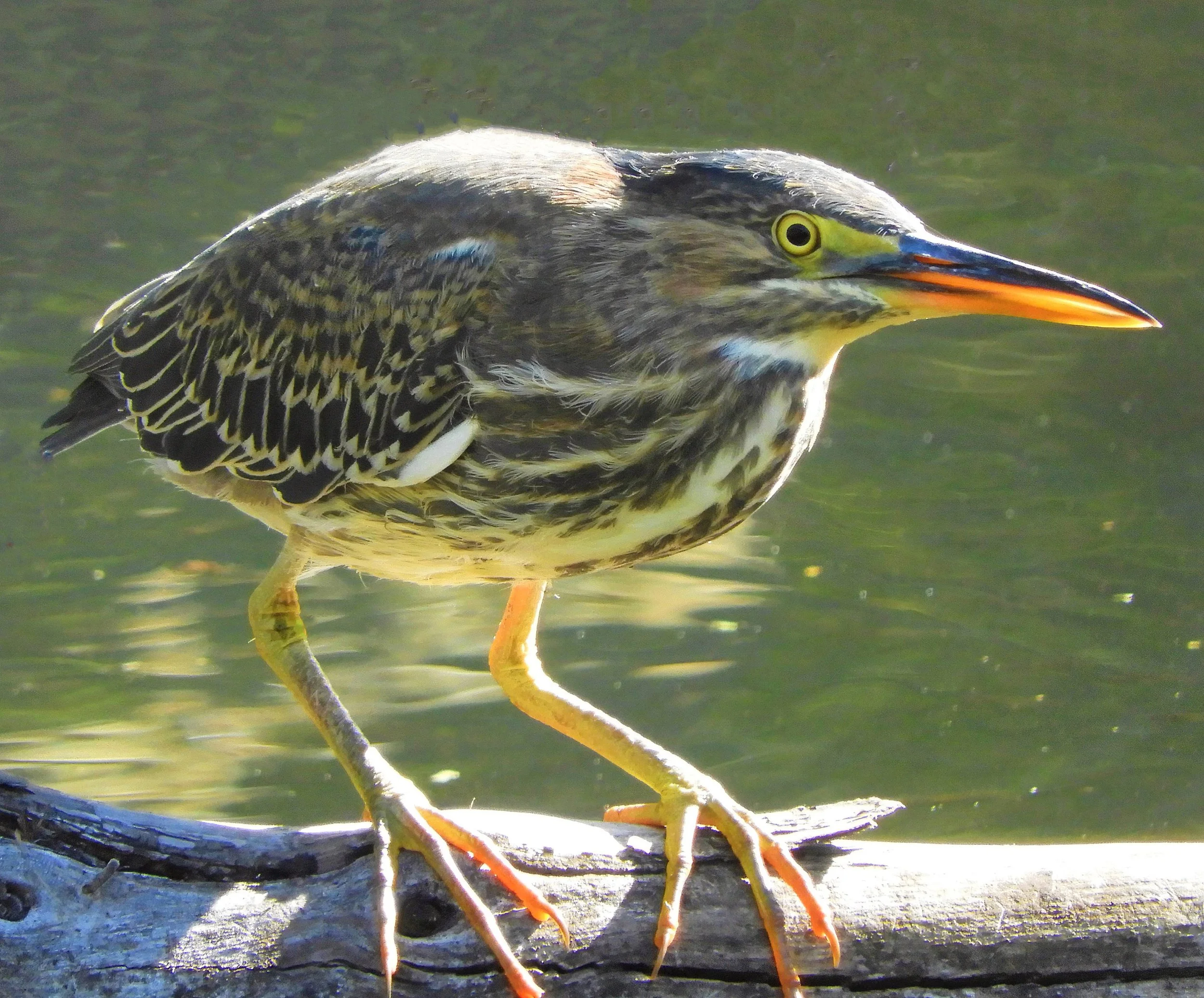 Green Heron