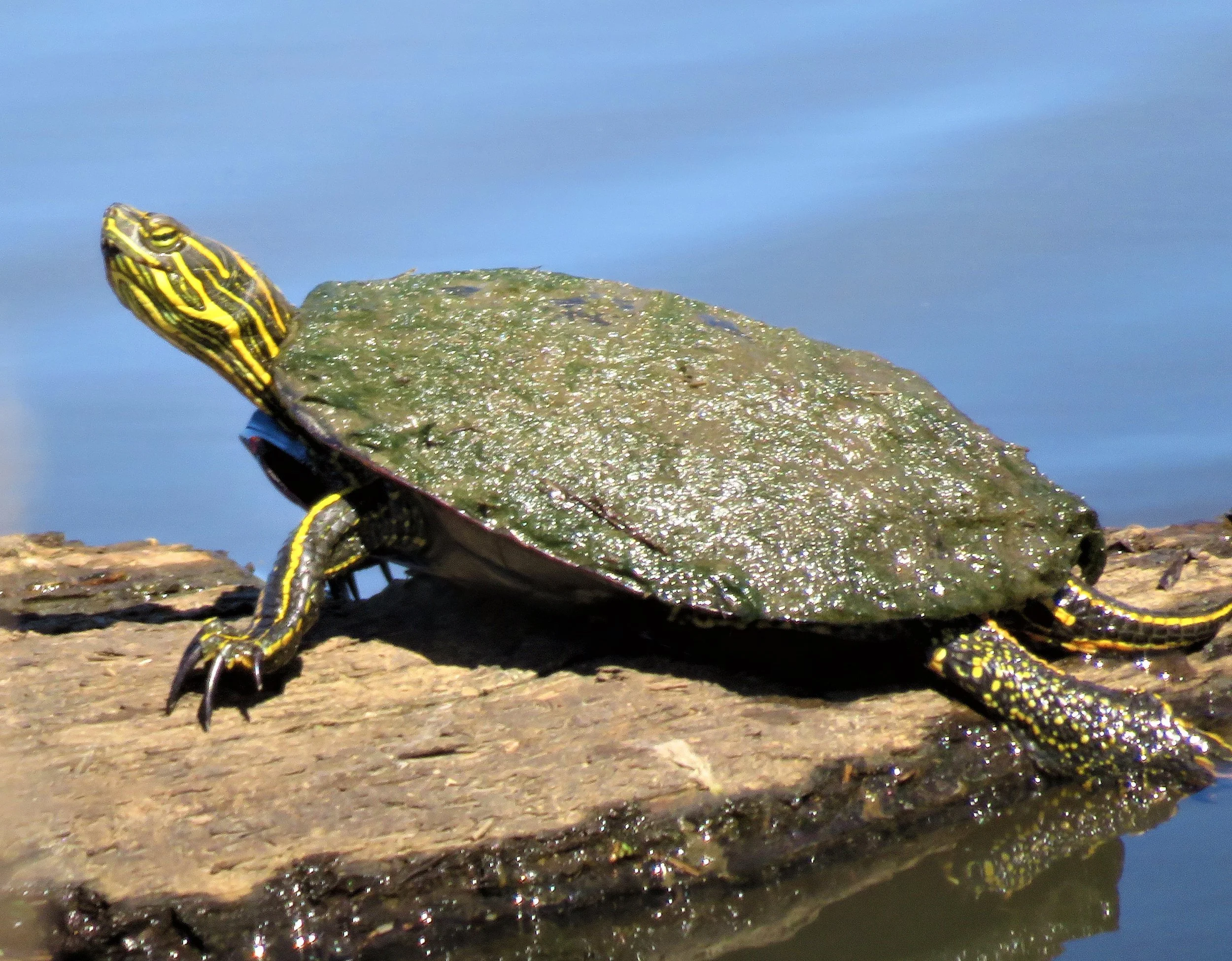 Turtle