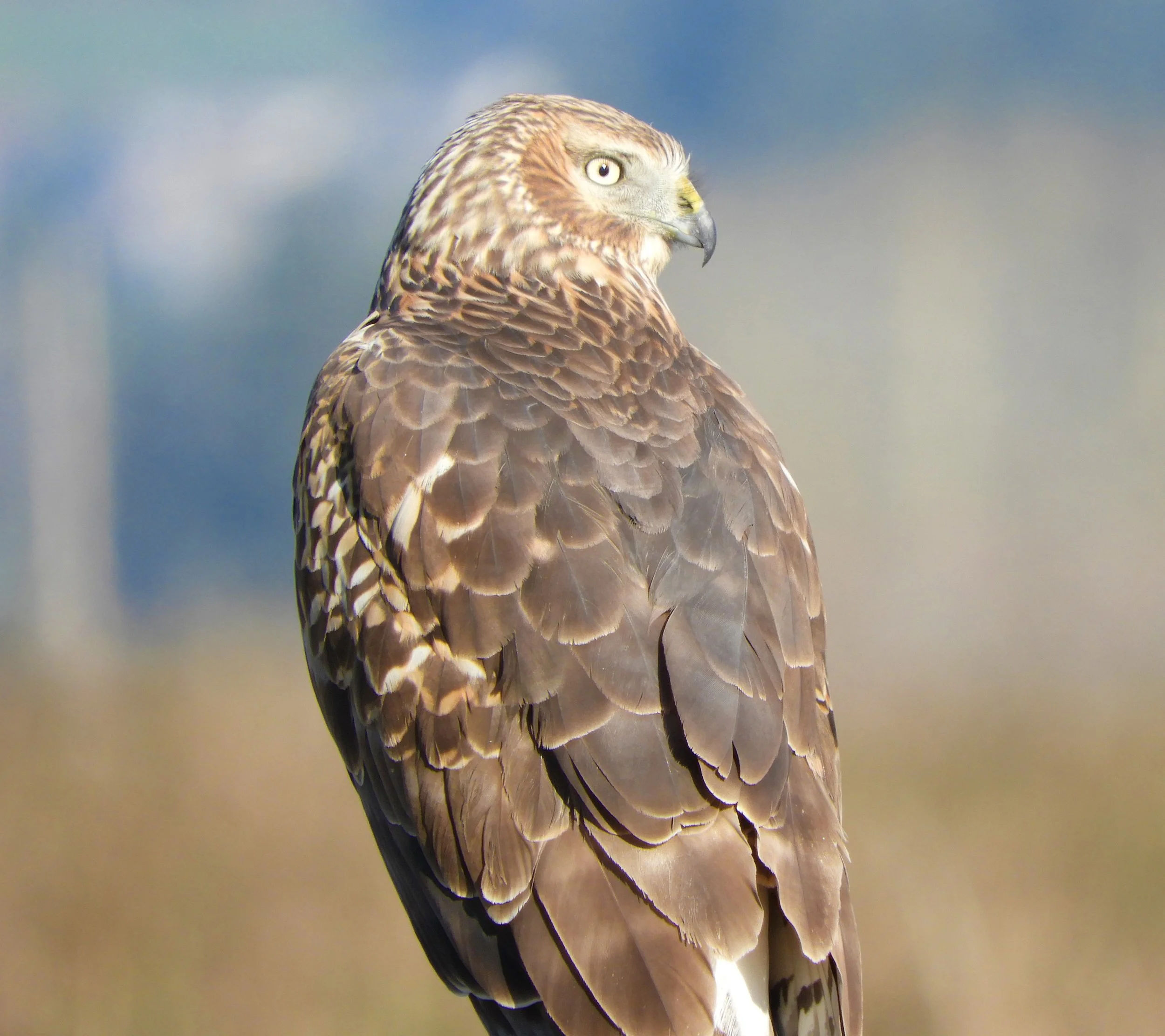 Hawk