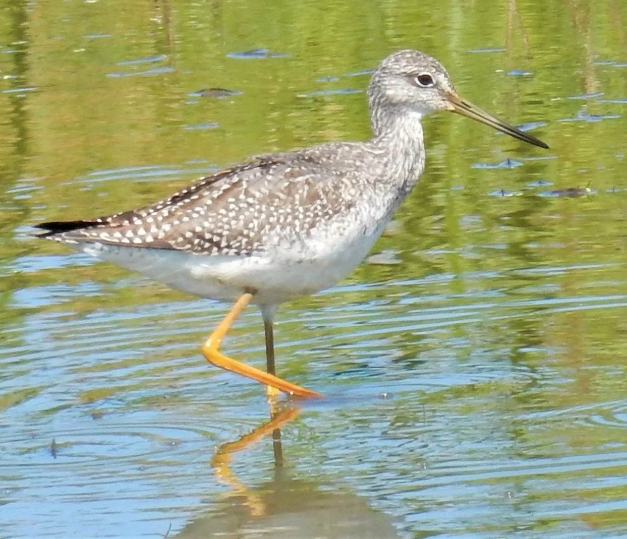 Yellow Legs