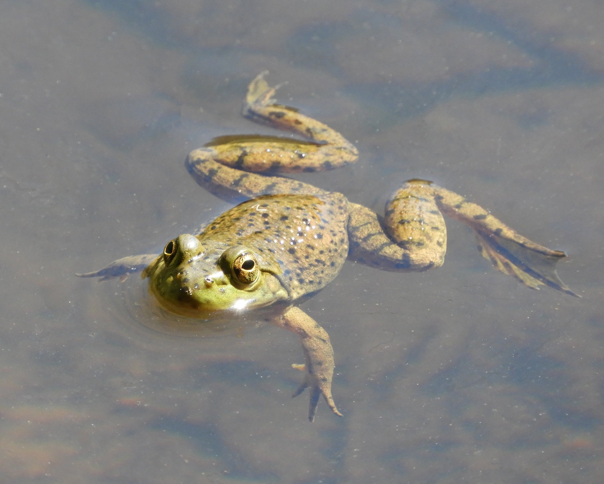 Frog