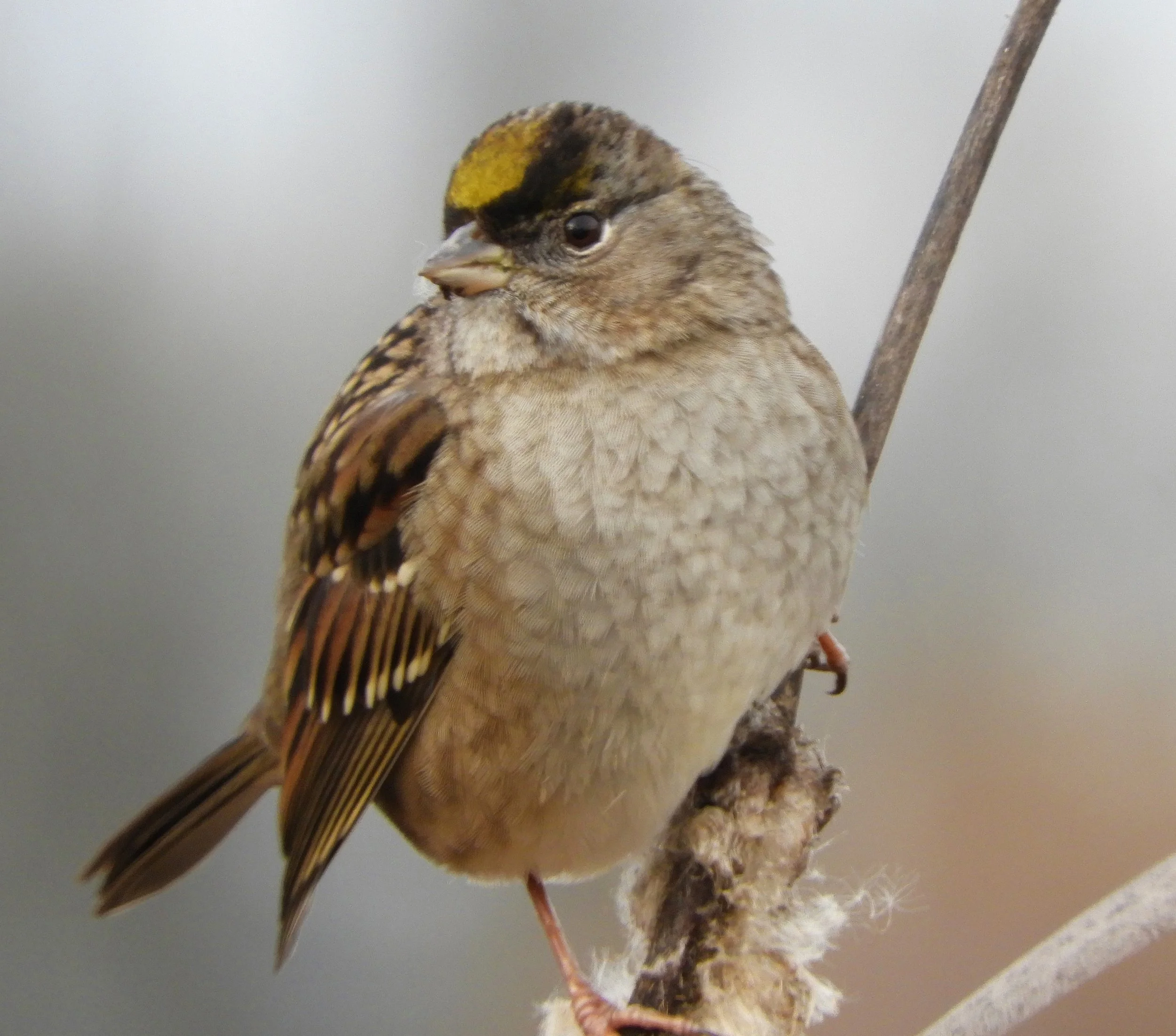 Golden-Crowned Sparrow