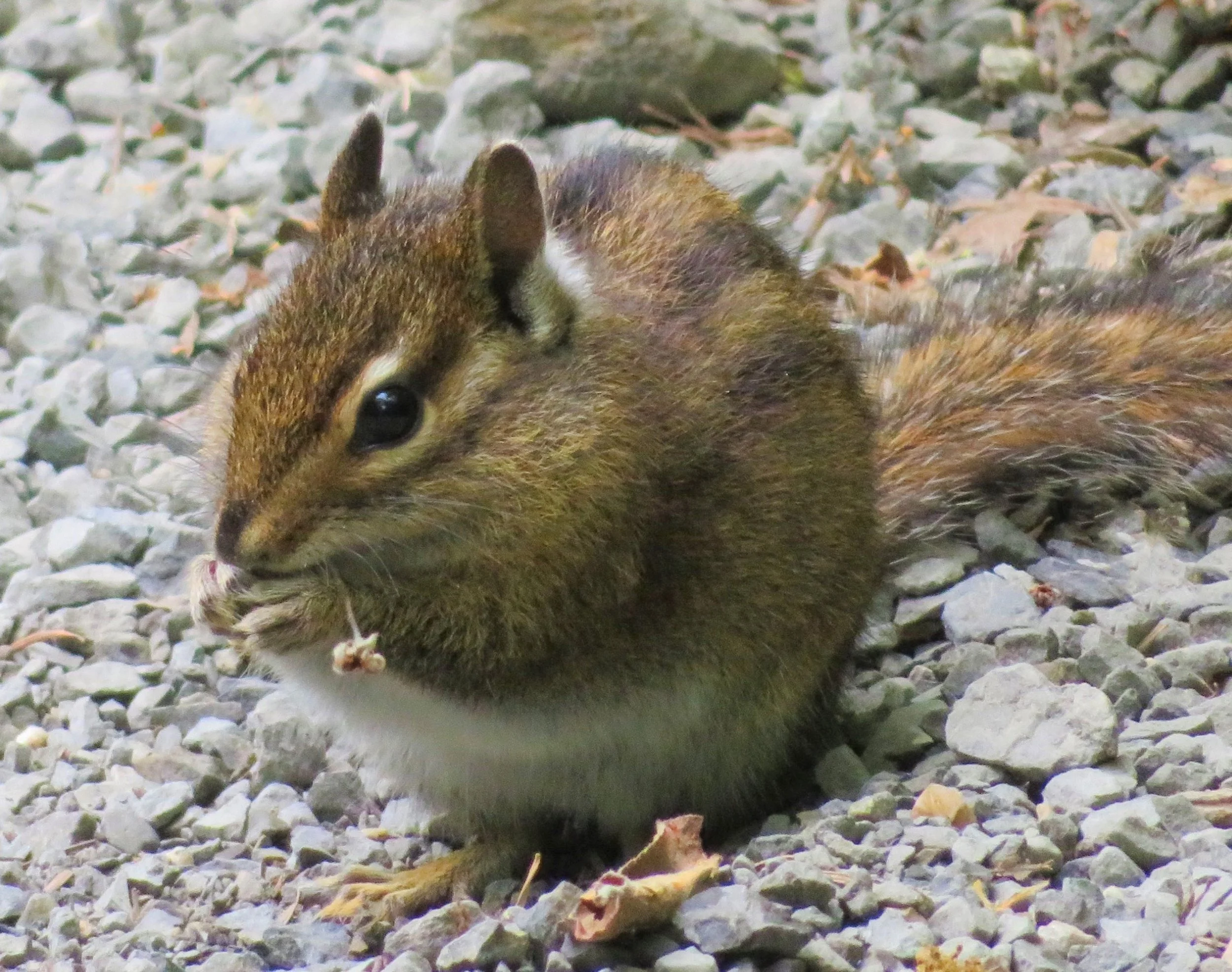 Chipmunk