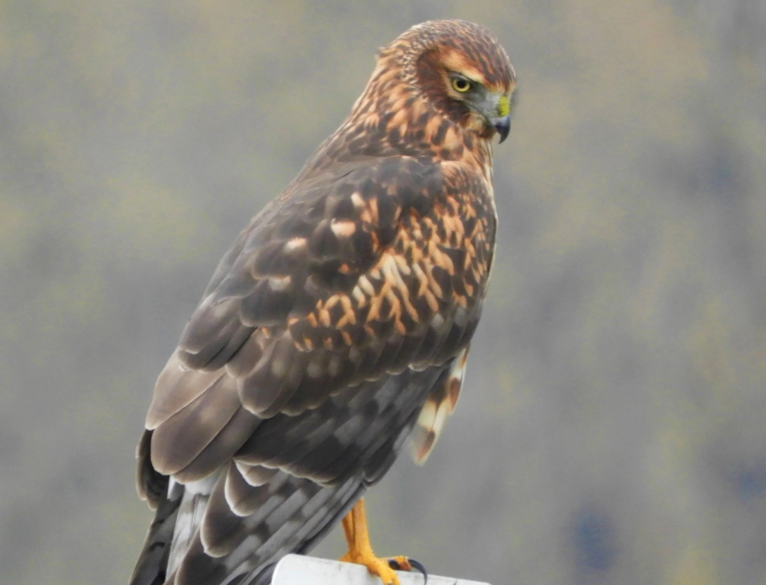 Northern Harrier