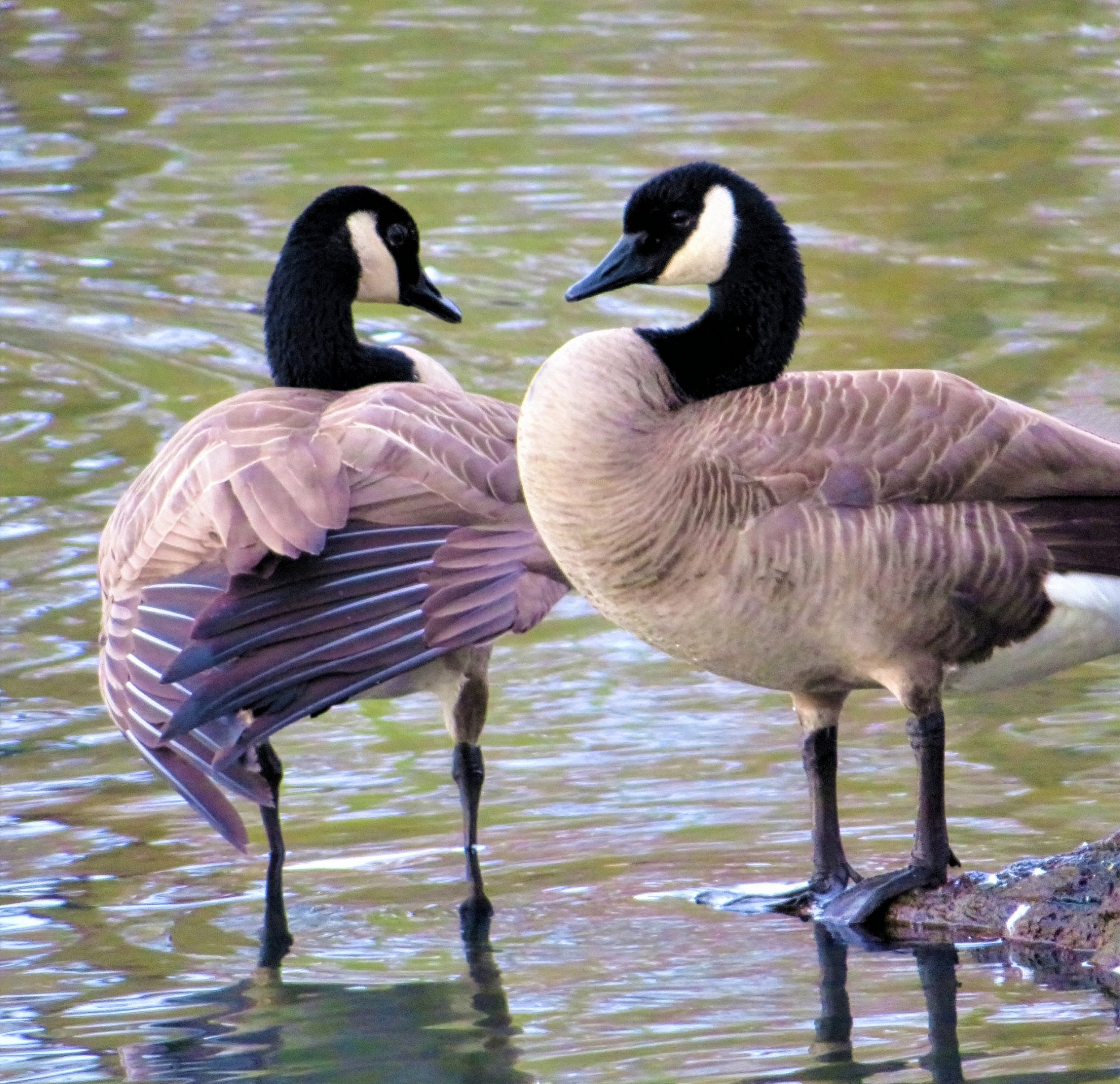 Geese