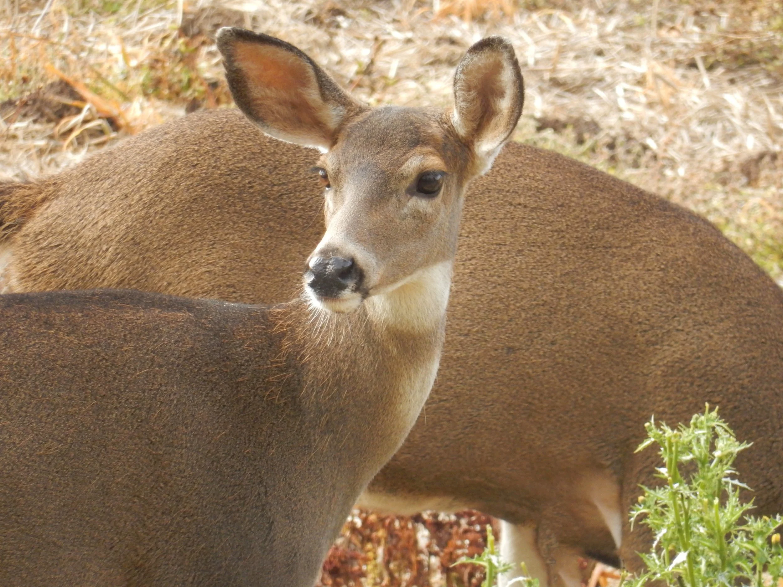 Deer
