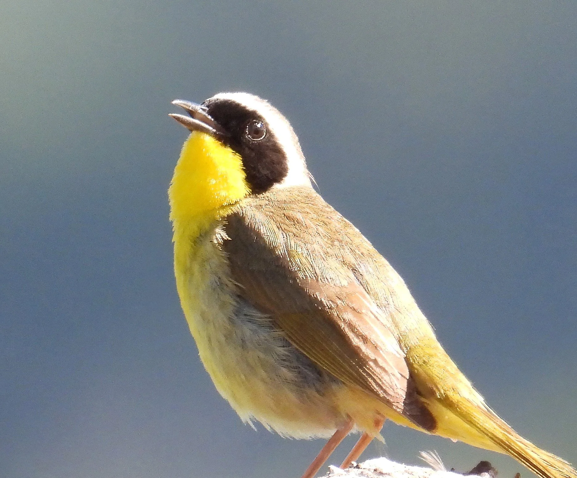 Common Yellowthroat