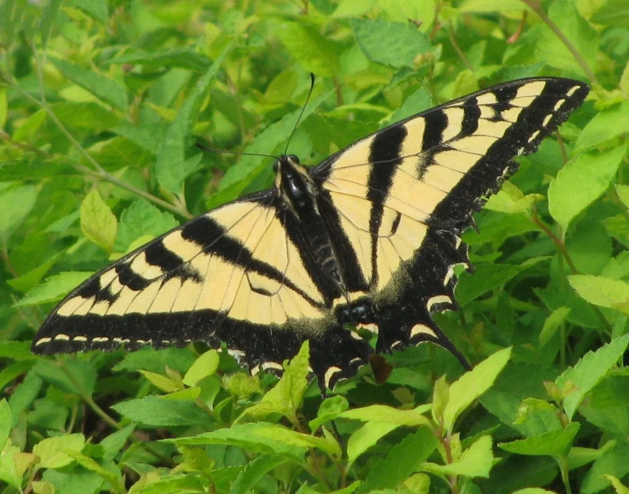 Swallowtail Butterfly