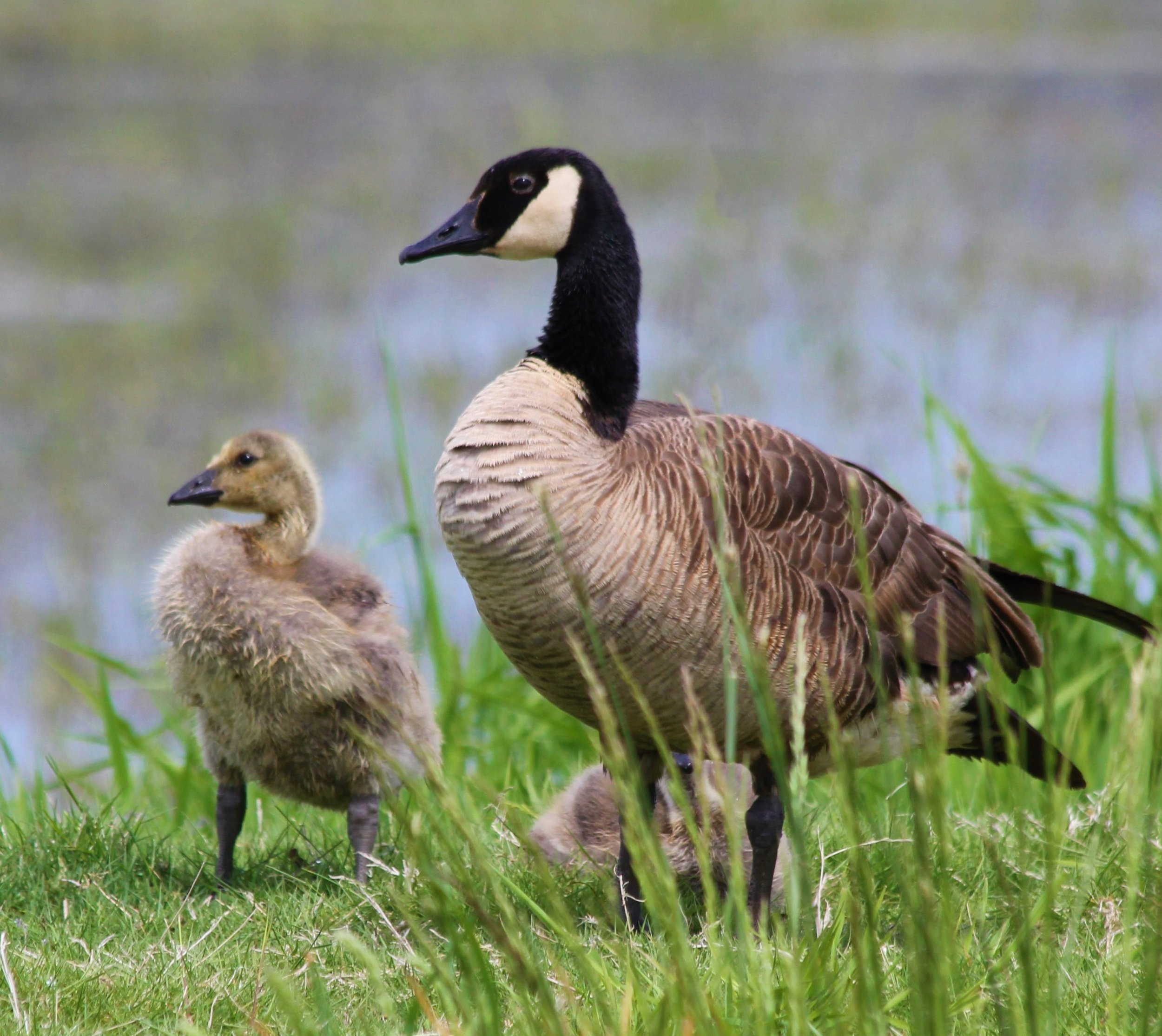 Canada Geese