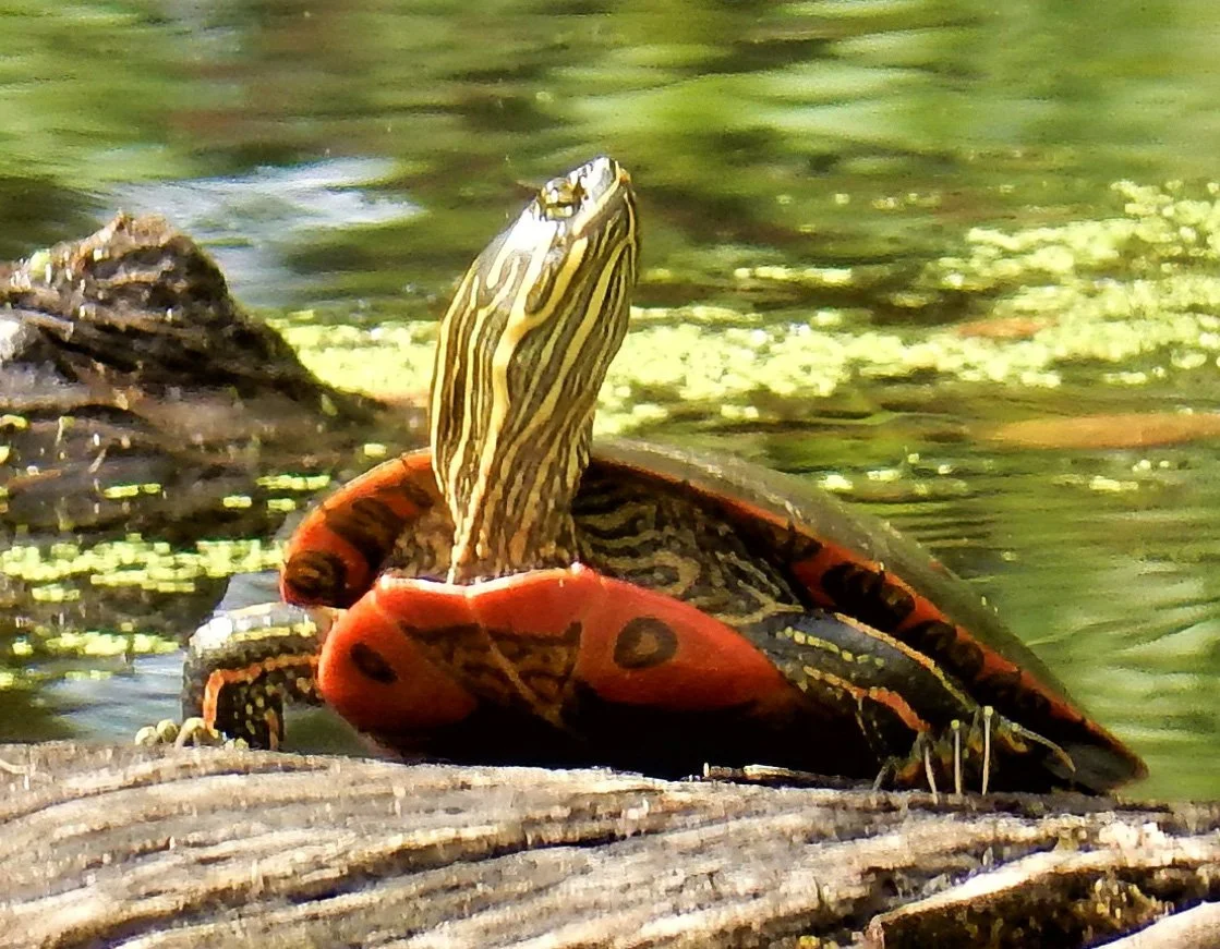 Turtle