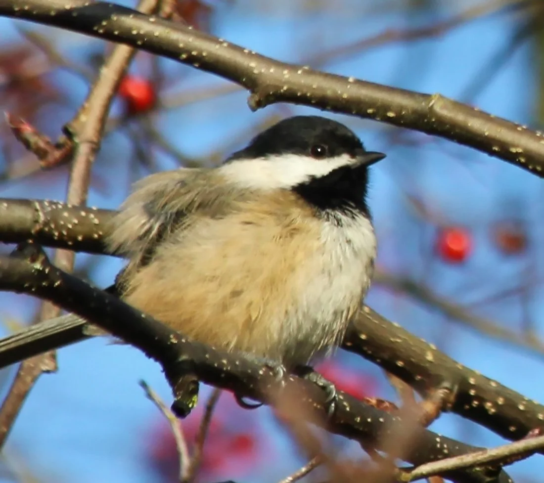 Chickadee