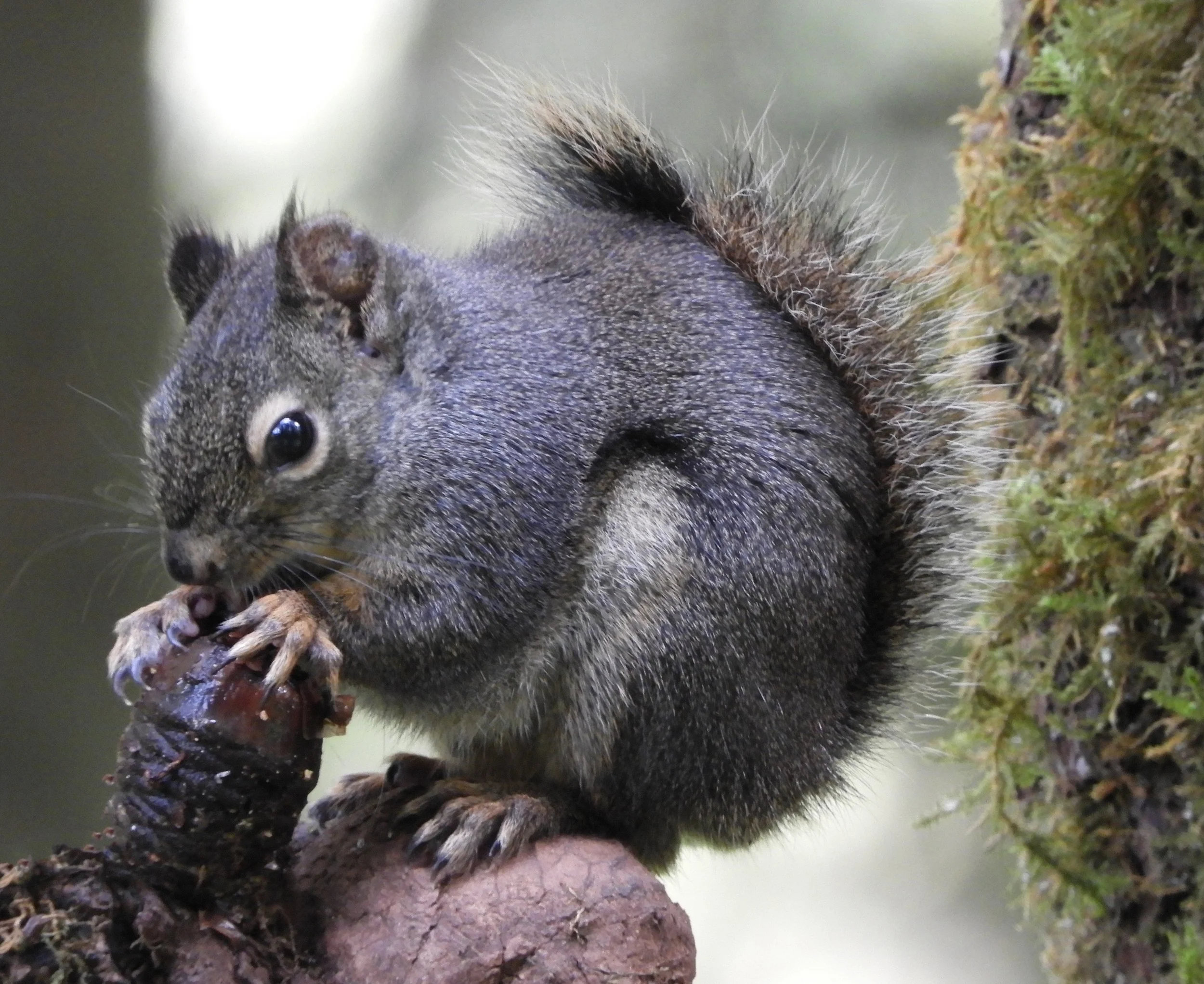 Squirrel