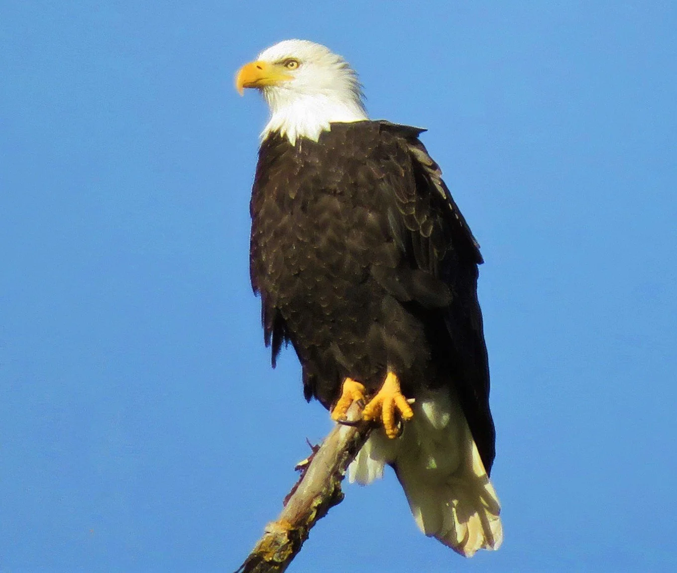 Eagle