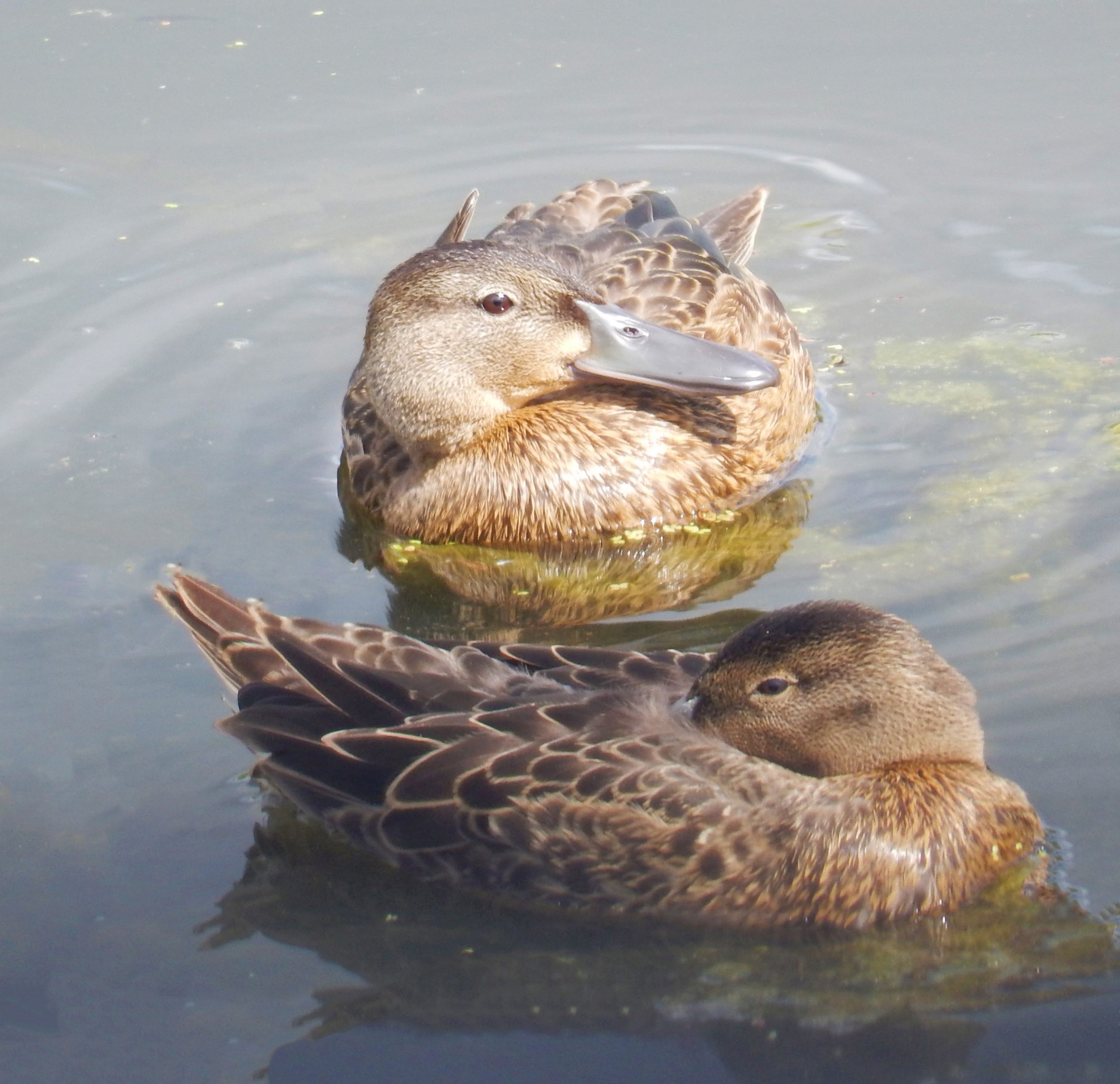 Mallards