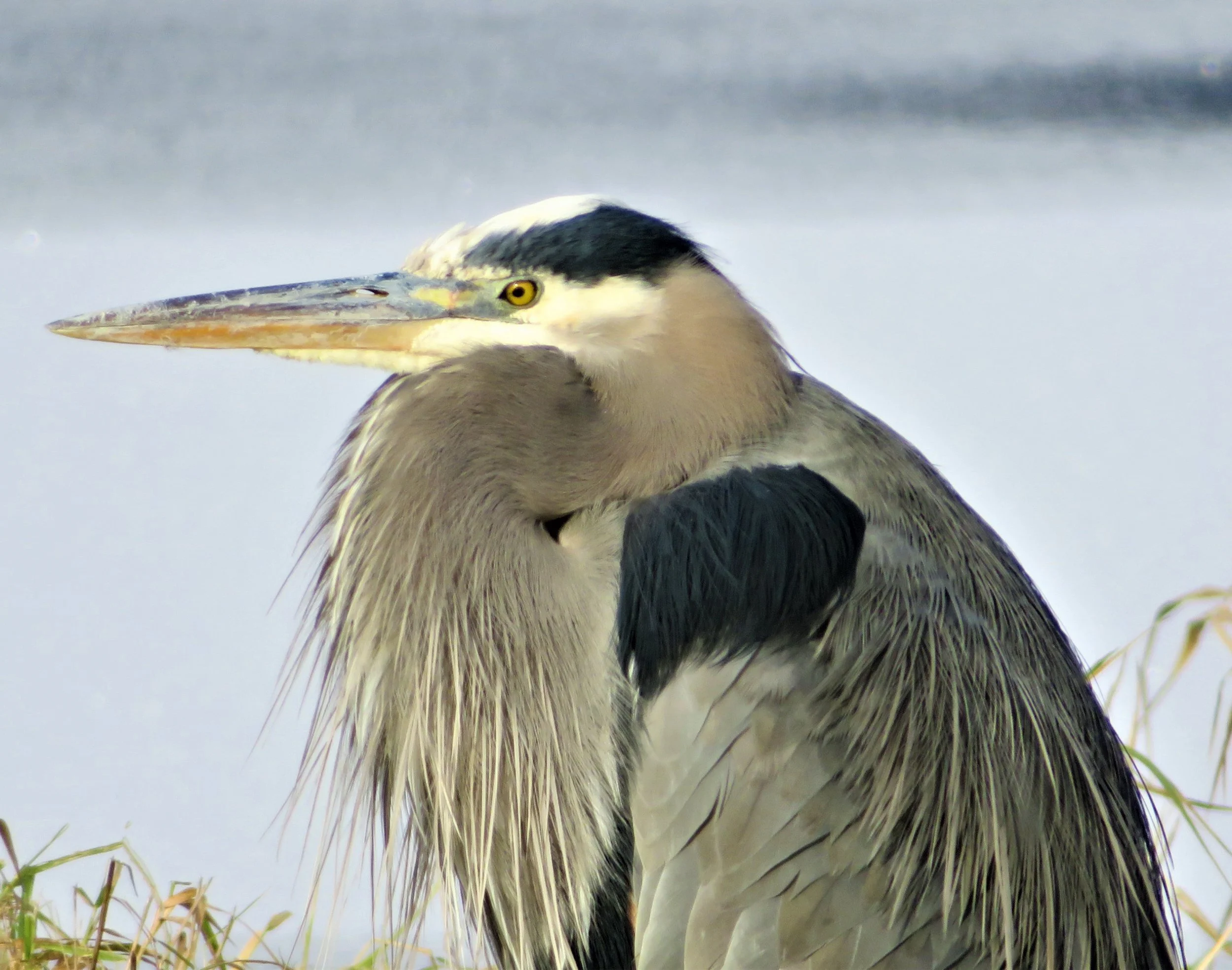 Great Blue Heron