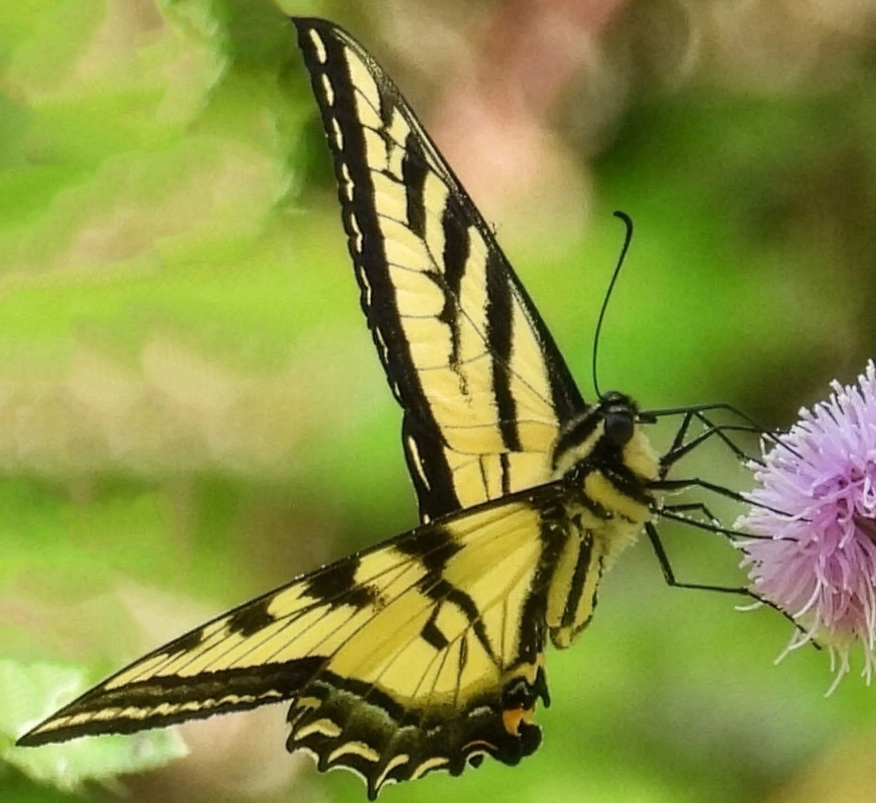 Swallowtail Butterfly