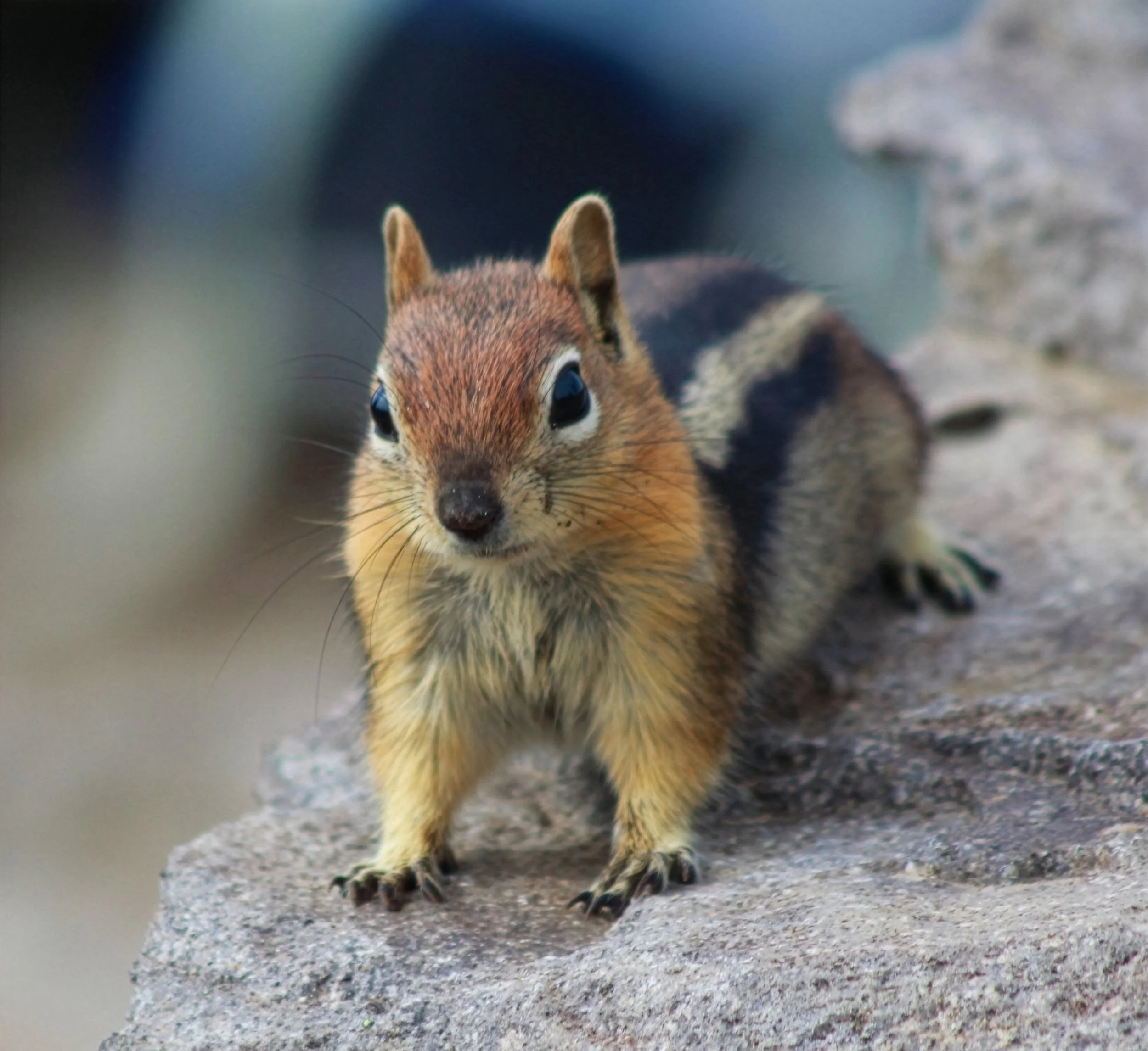 Ground Squirrel