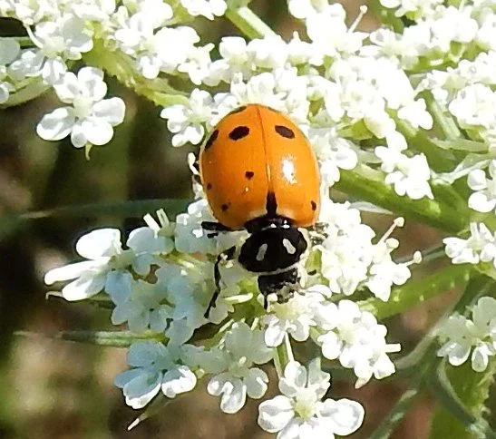 Ladybug