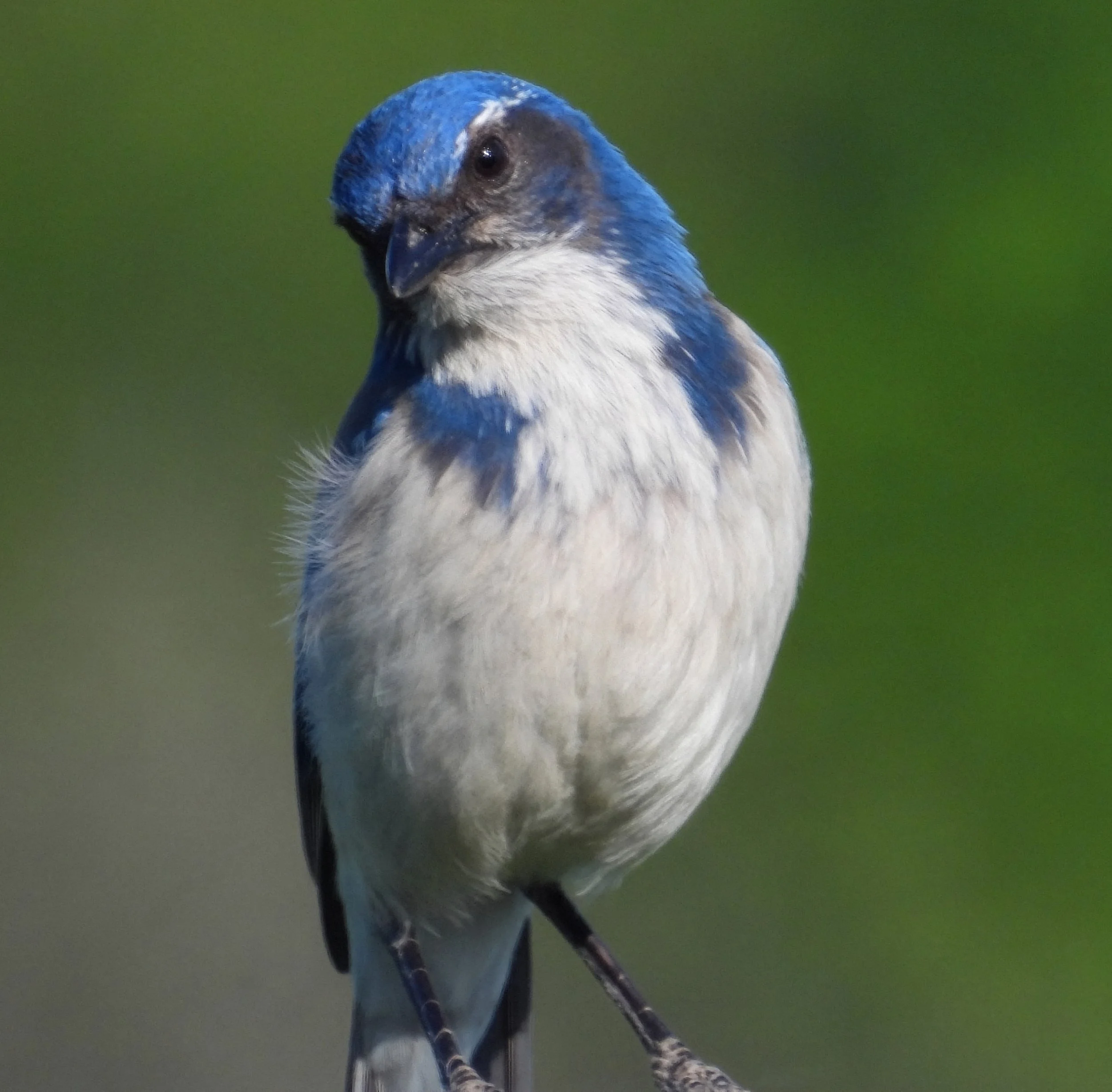 Scrub Jay