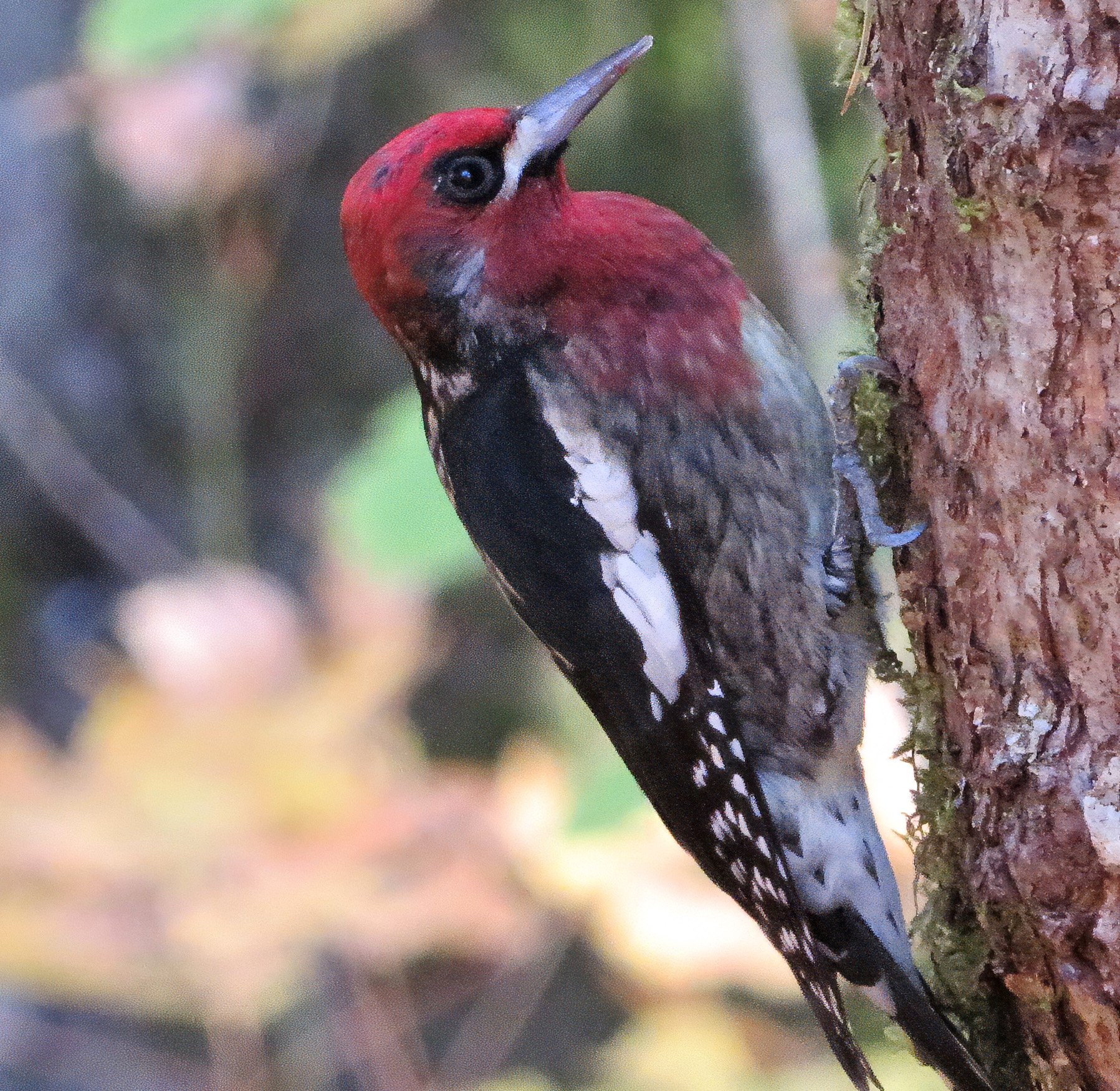 Red-Breasted Sapsucker