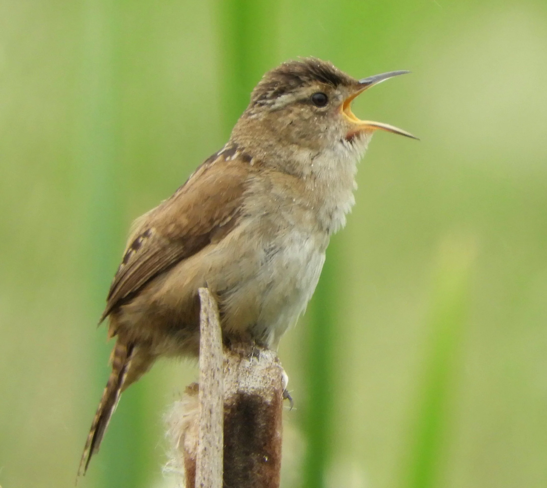 Marsh Wren