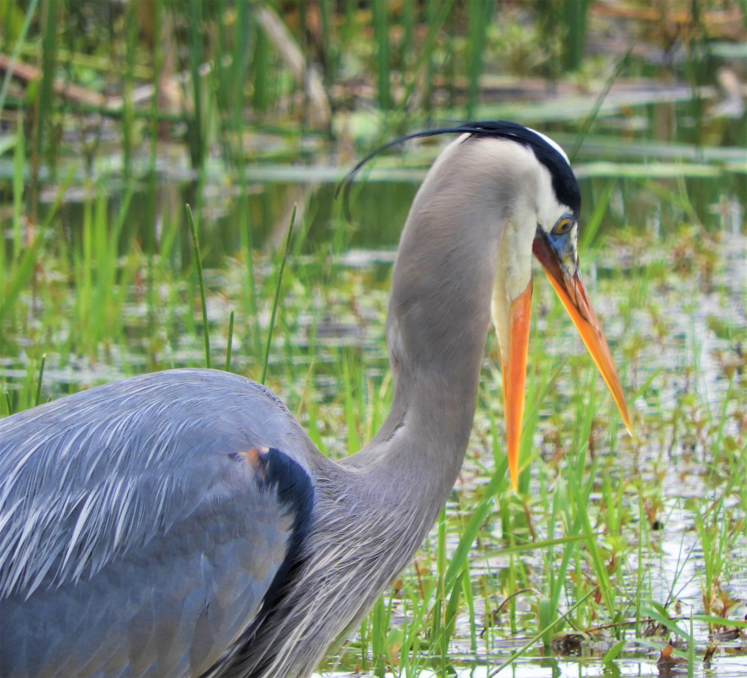 Great Blue heron