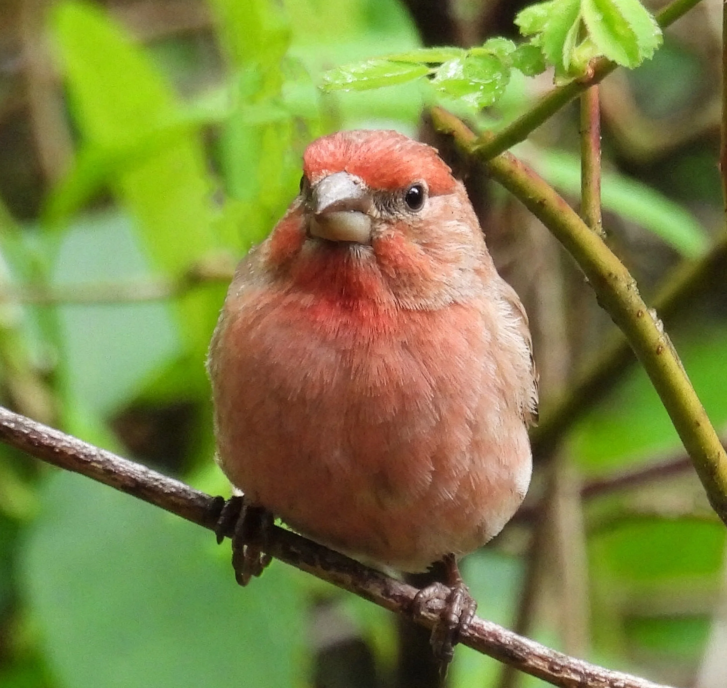 House Finch