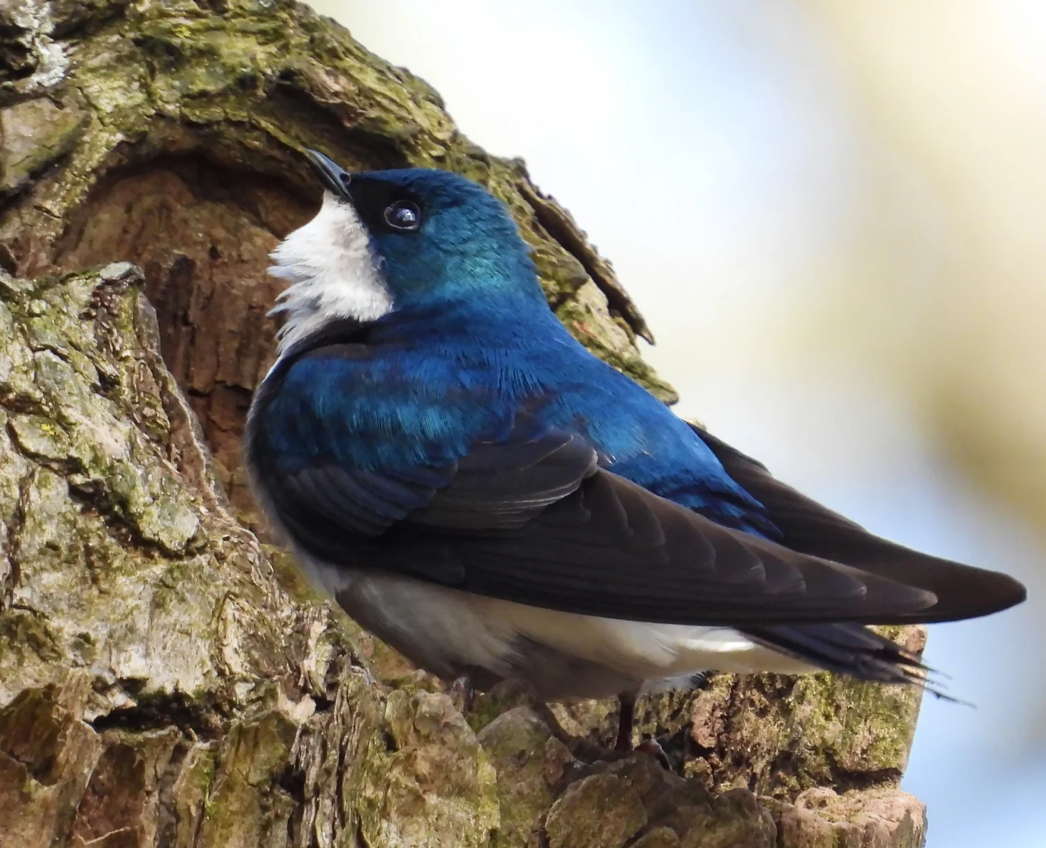Tree Swallows — Wander Nature