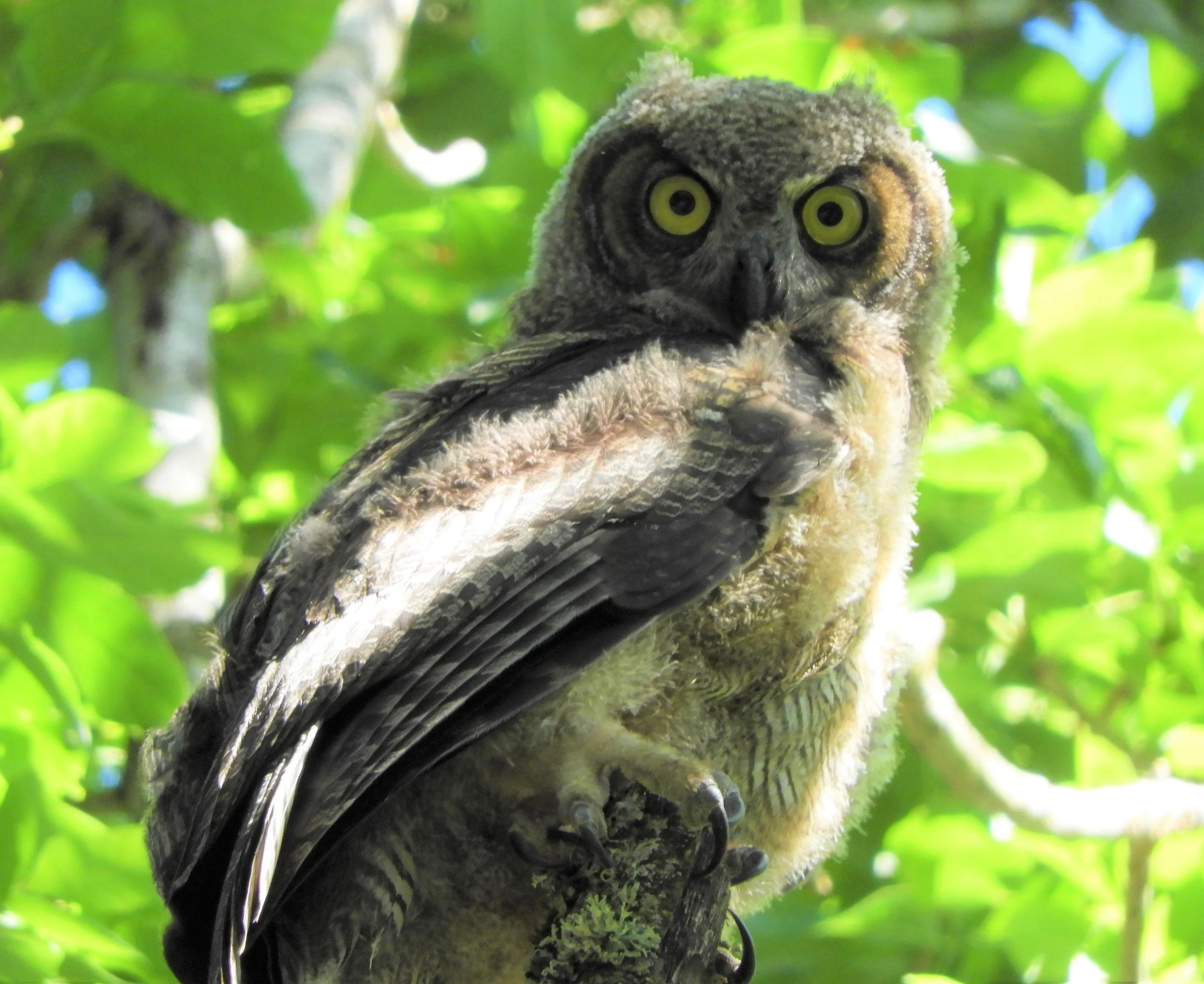 Great Horned Owl