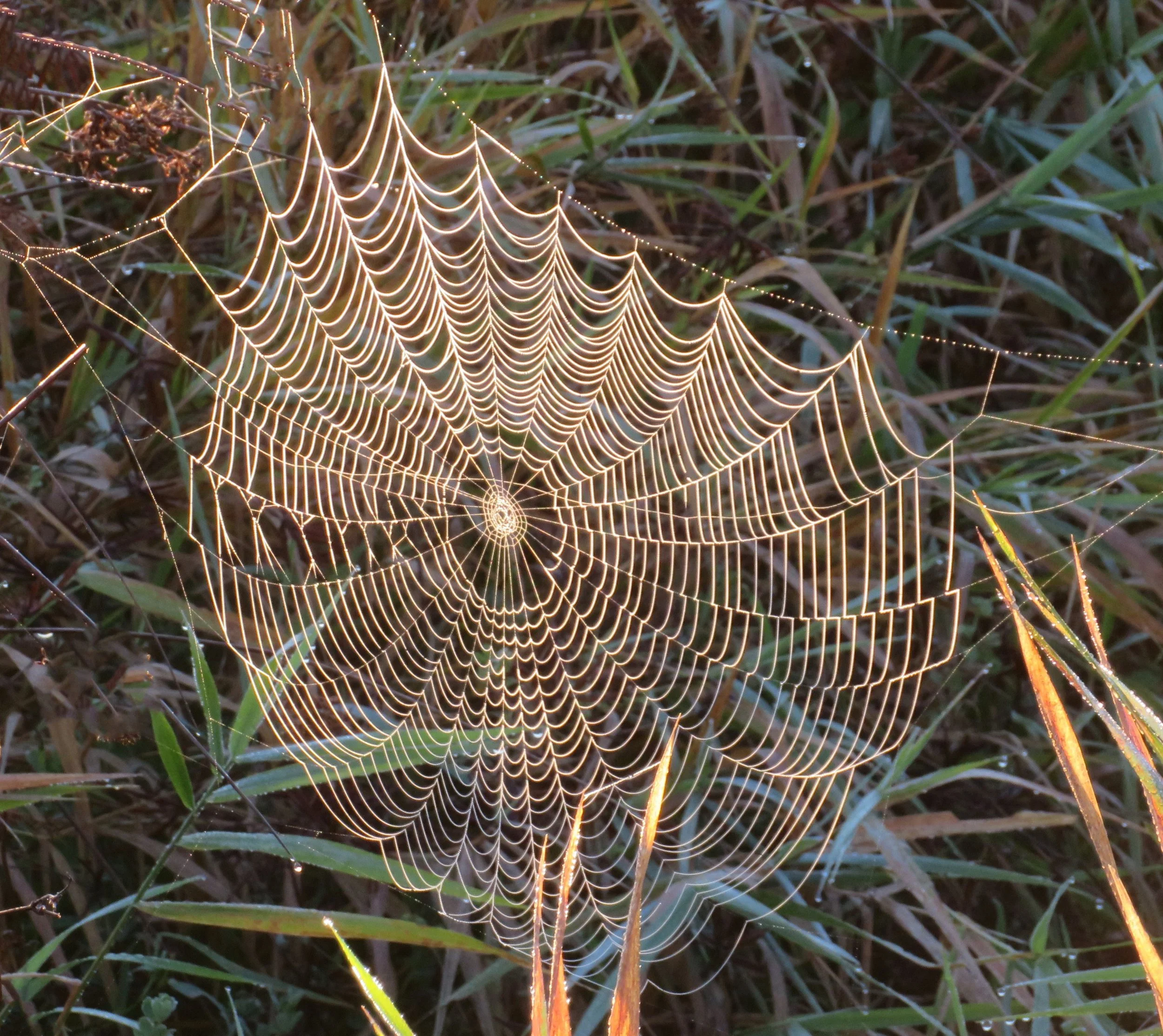 Spiderwebs