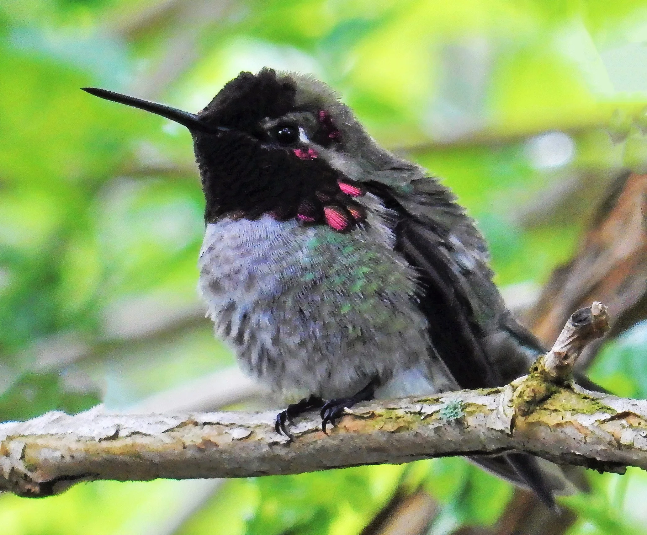 Hummingbird
