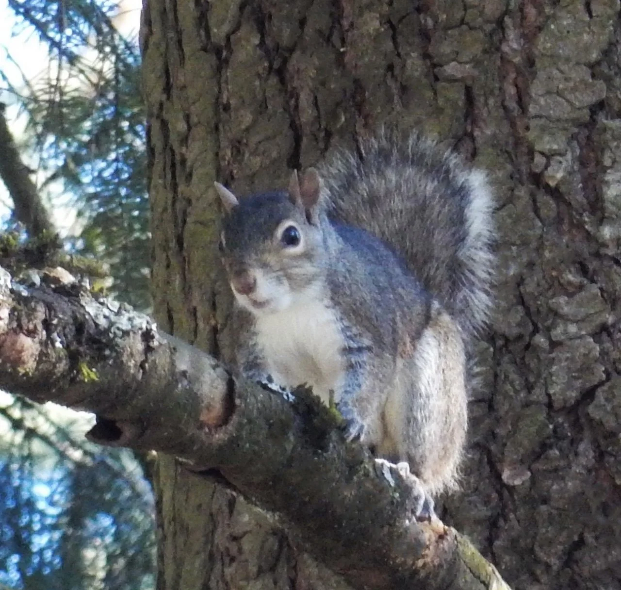 Squirrel